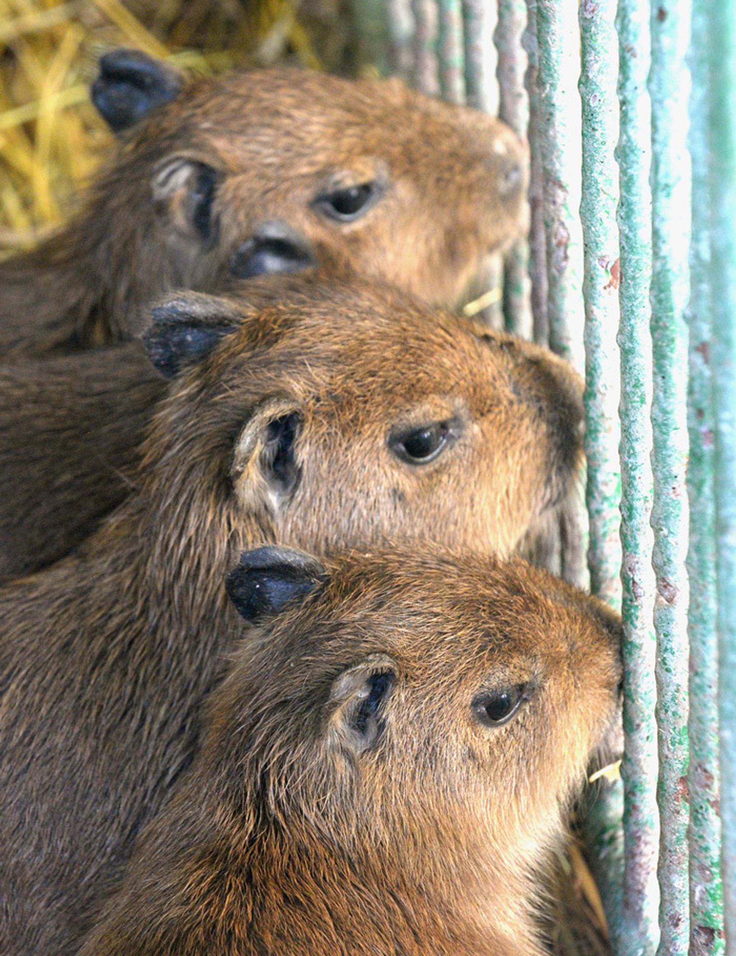 Mláďatá kapybary močiarnej v klietke.