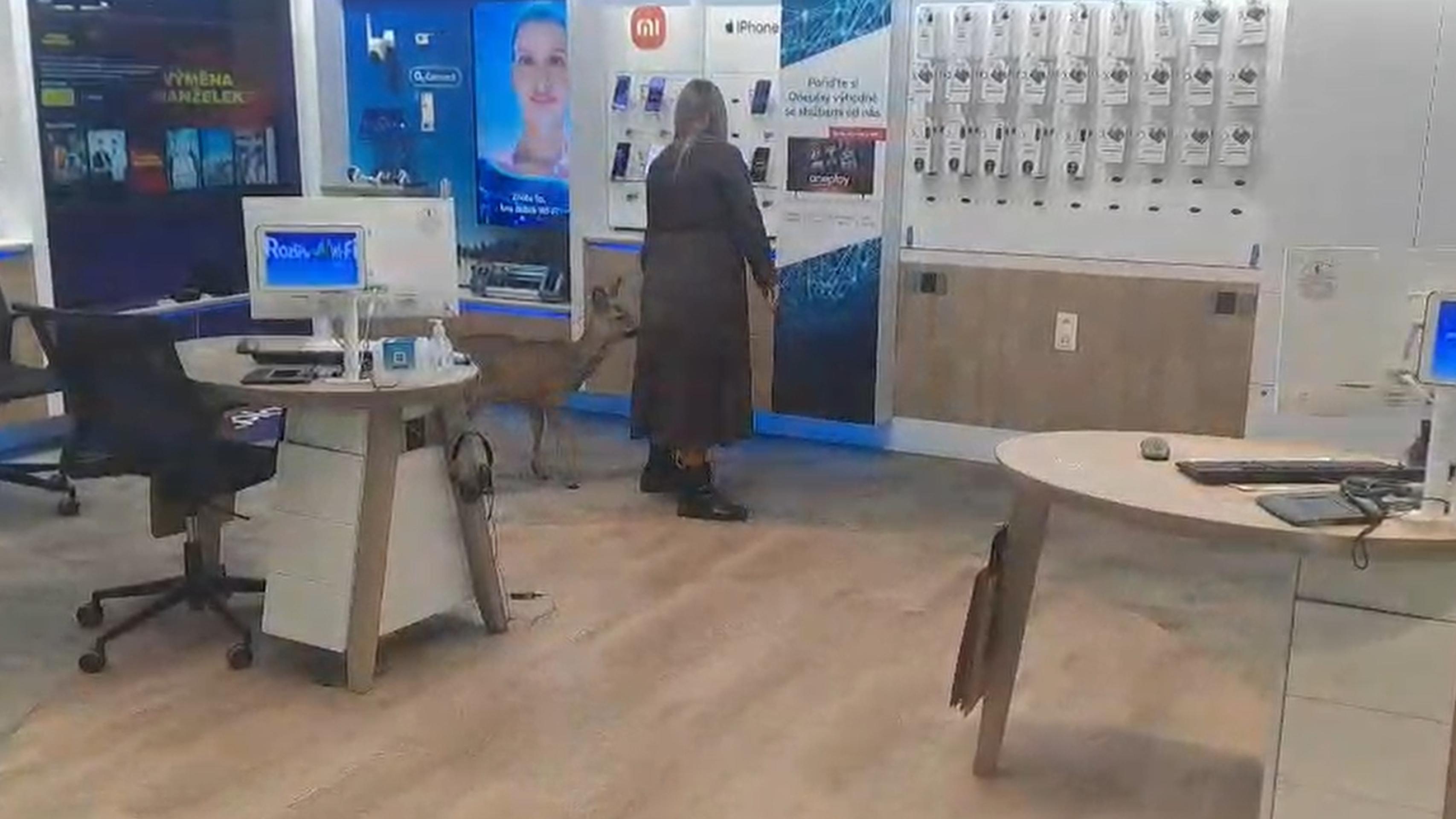 Do pardubického obchodného domu vošla srnka