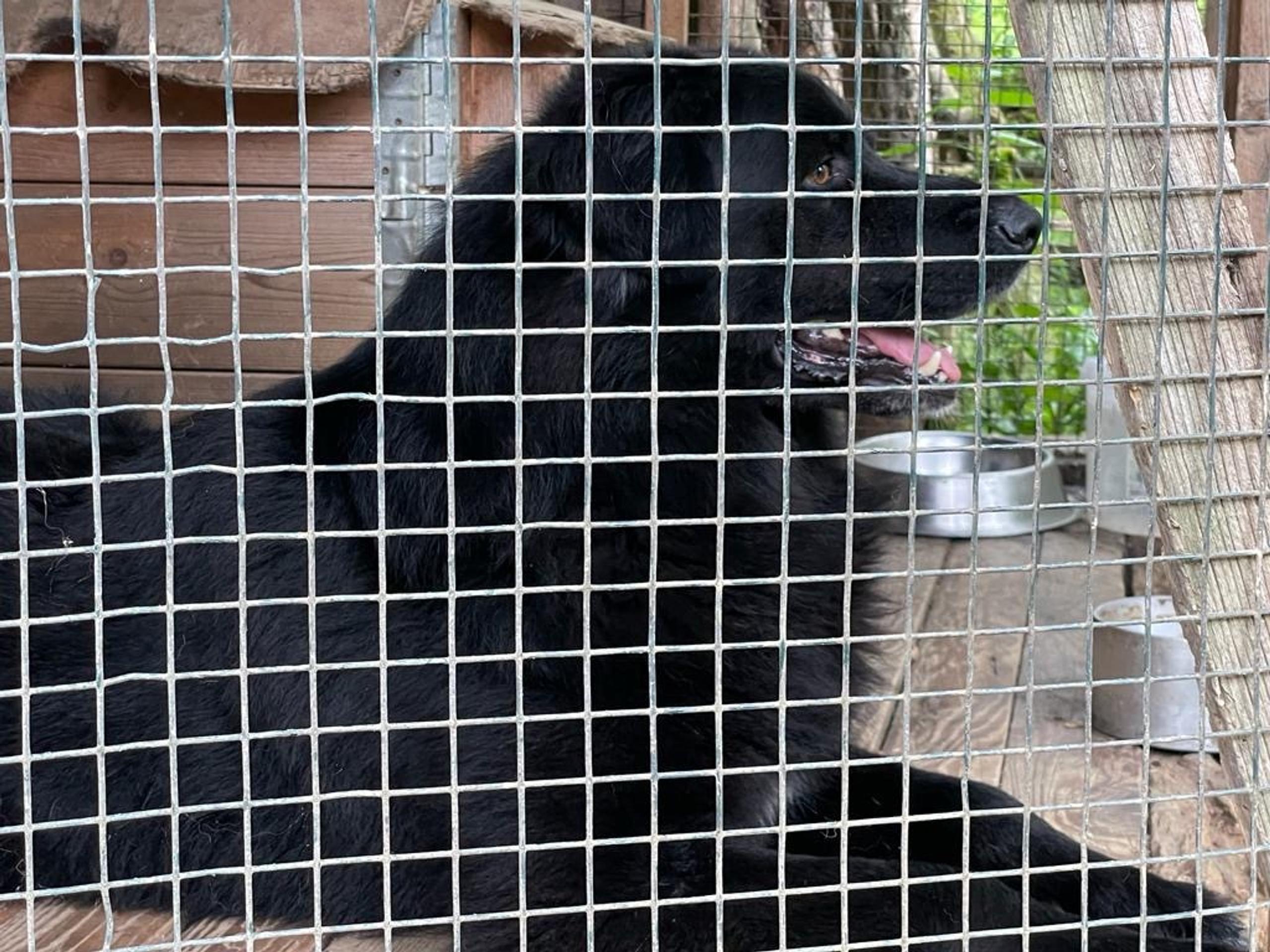 Pes zaútočil na osemročné dievčatko