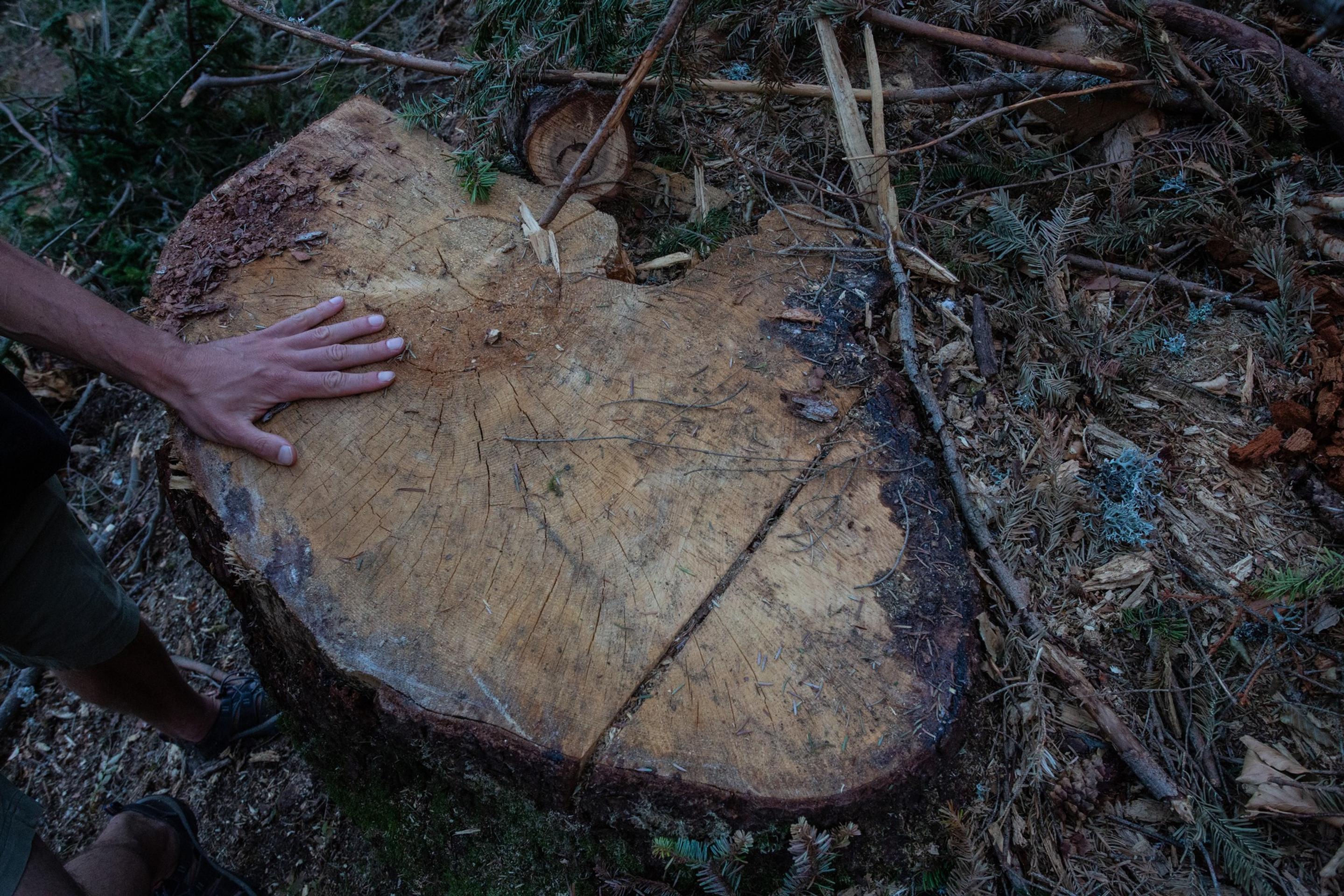 Ochrancovia prírody vyzývajú na okamžité ukončenie ťažby v Nízkych Tatrách
