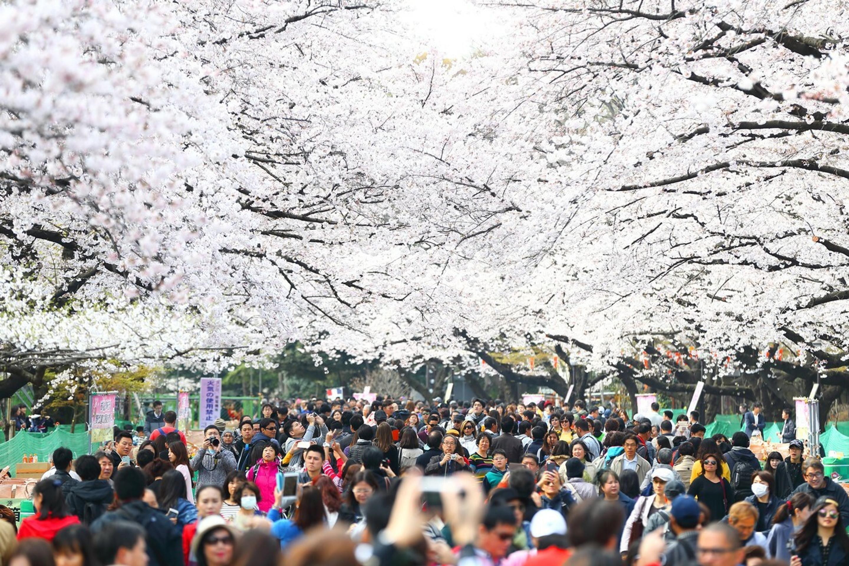 Hanami alebo japonský div sveta.