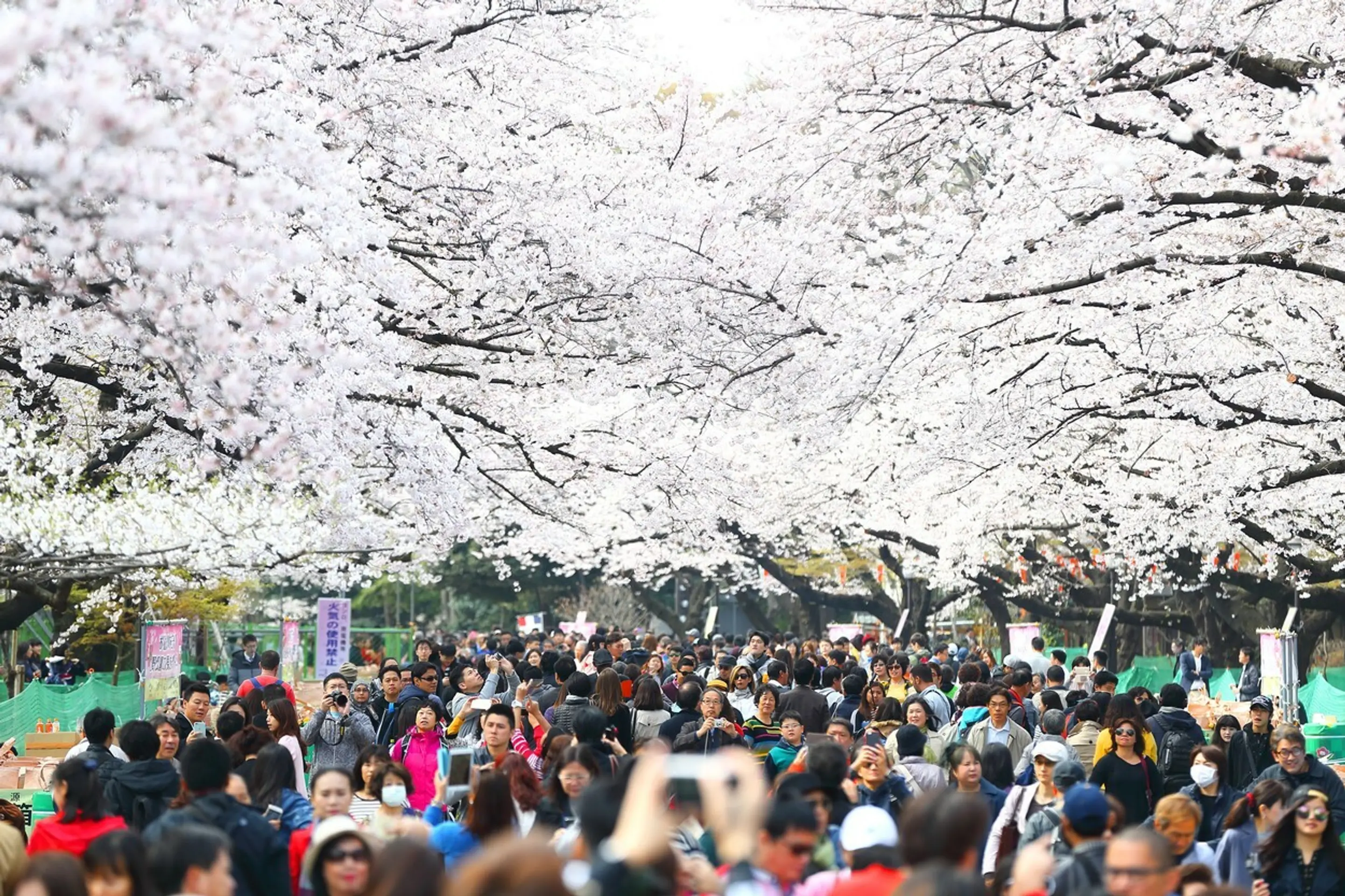 Hanami alebo japonský div sveta.