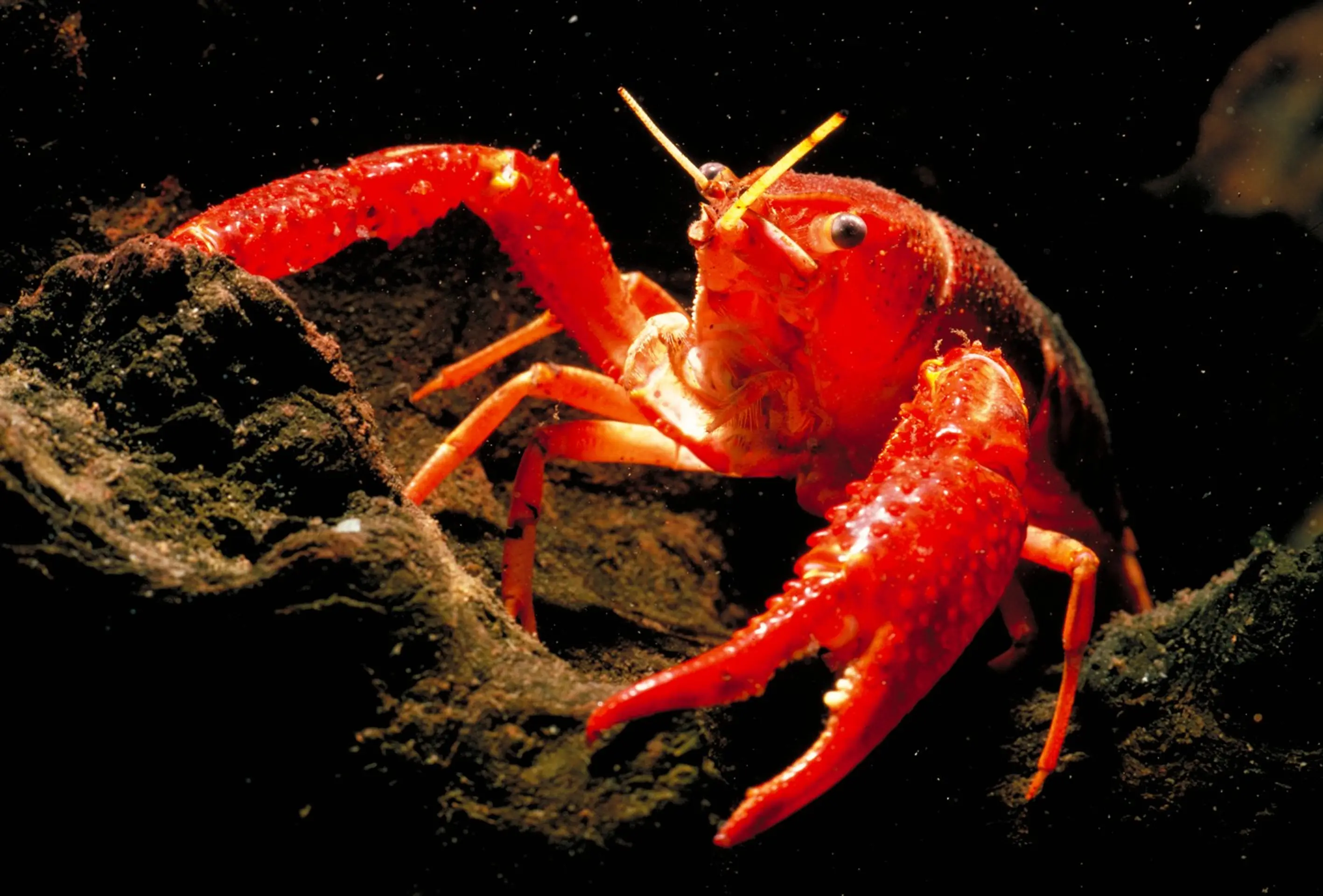 Rak červený (lat. Procambarus clarkii)