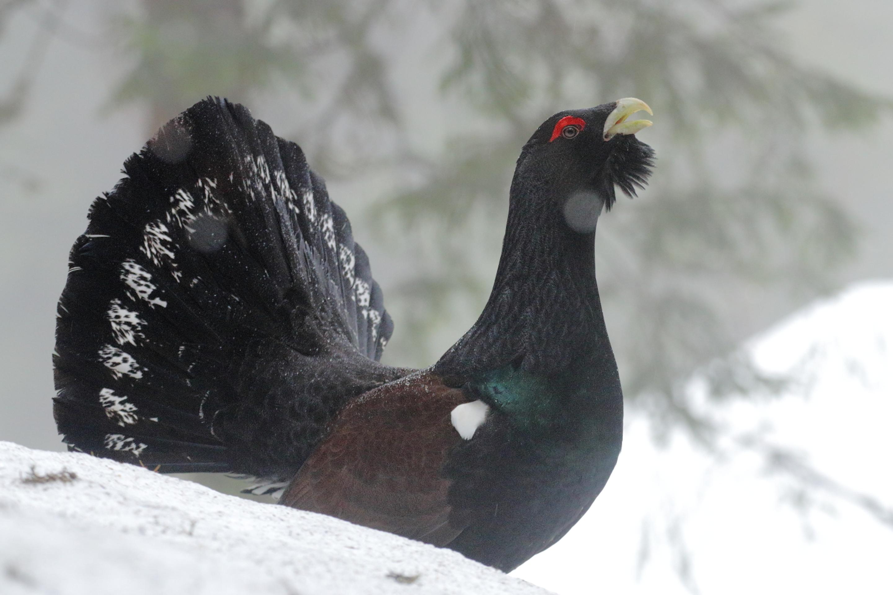 Hlucháň horný v rumunských Karpatoch