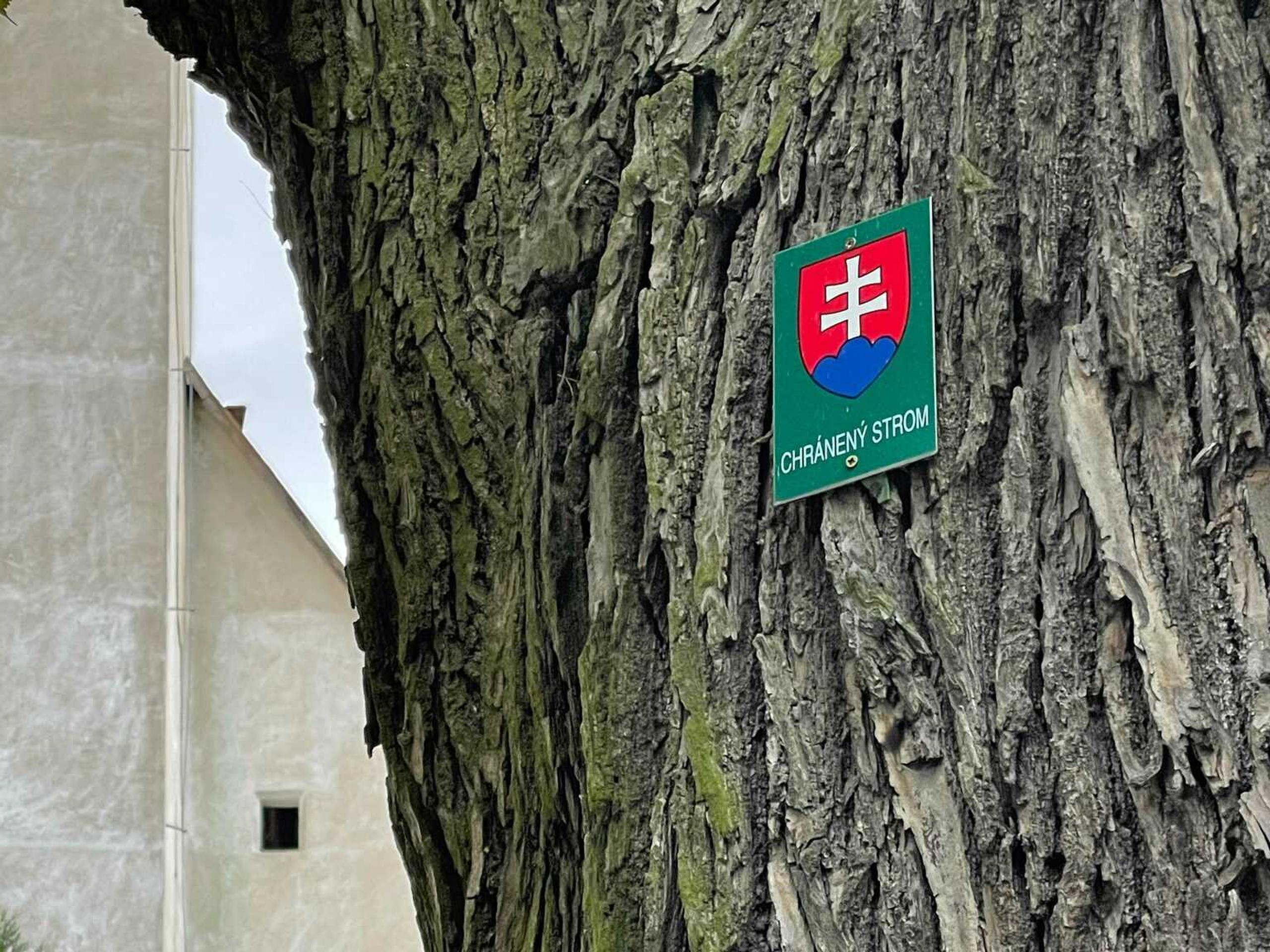 Záber na 460-ročný strom.