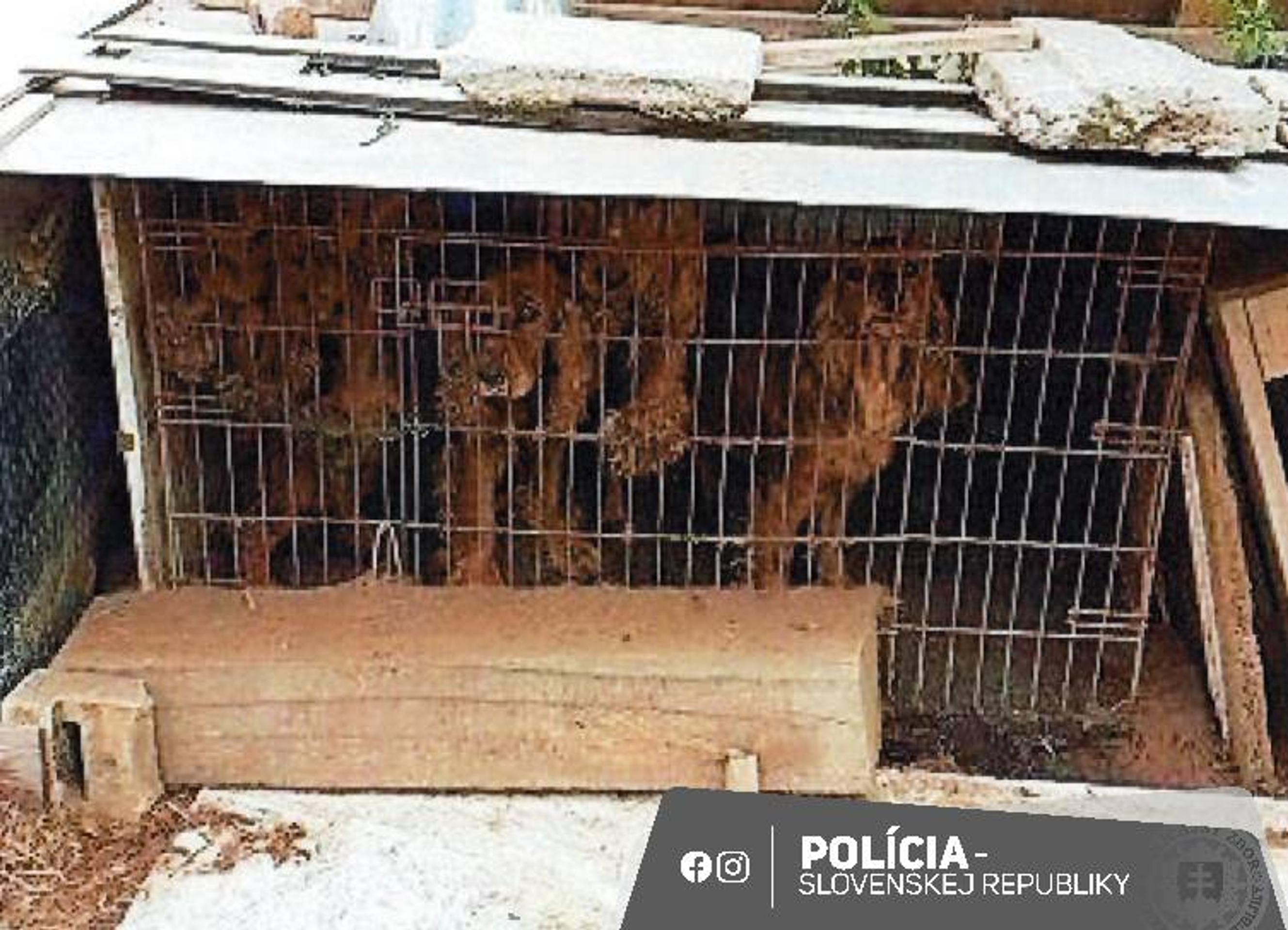 Týrané psy z Chynorian.