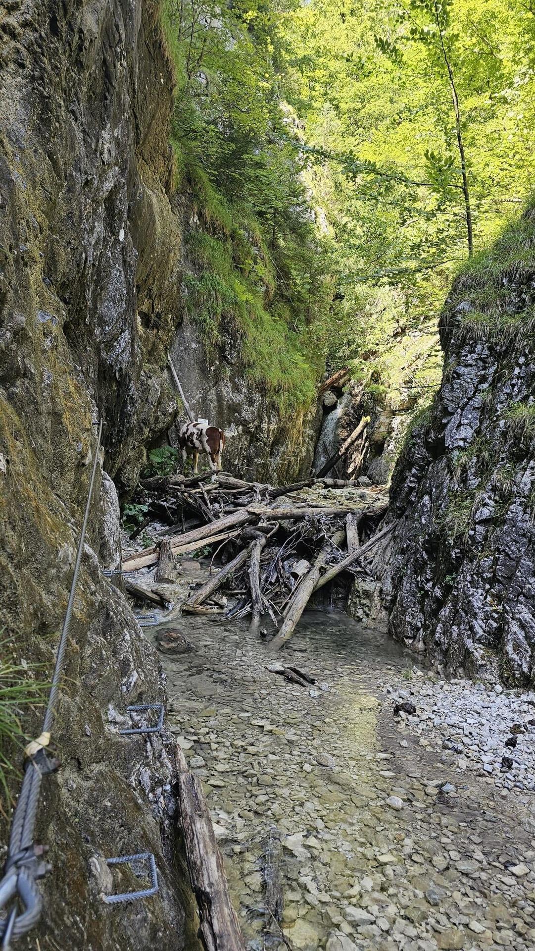 Krava uviazla na ferate.