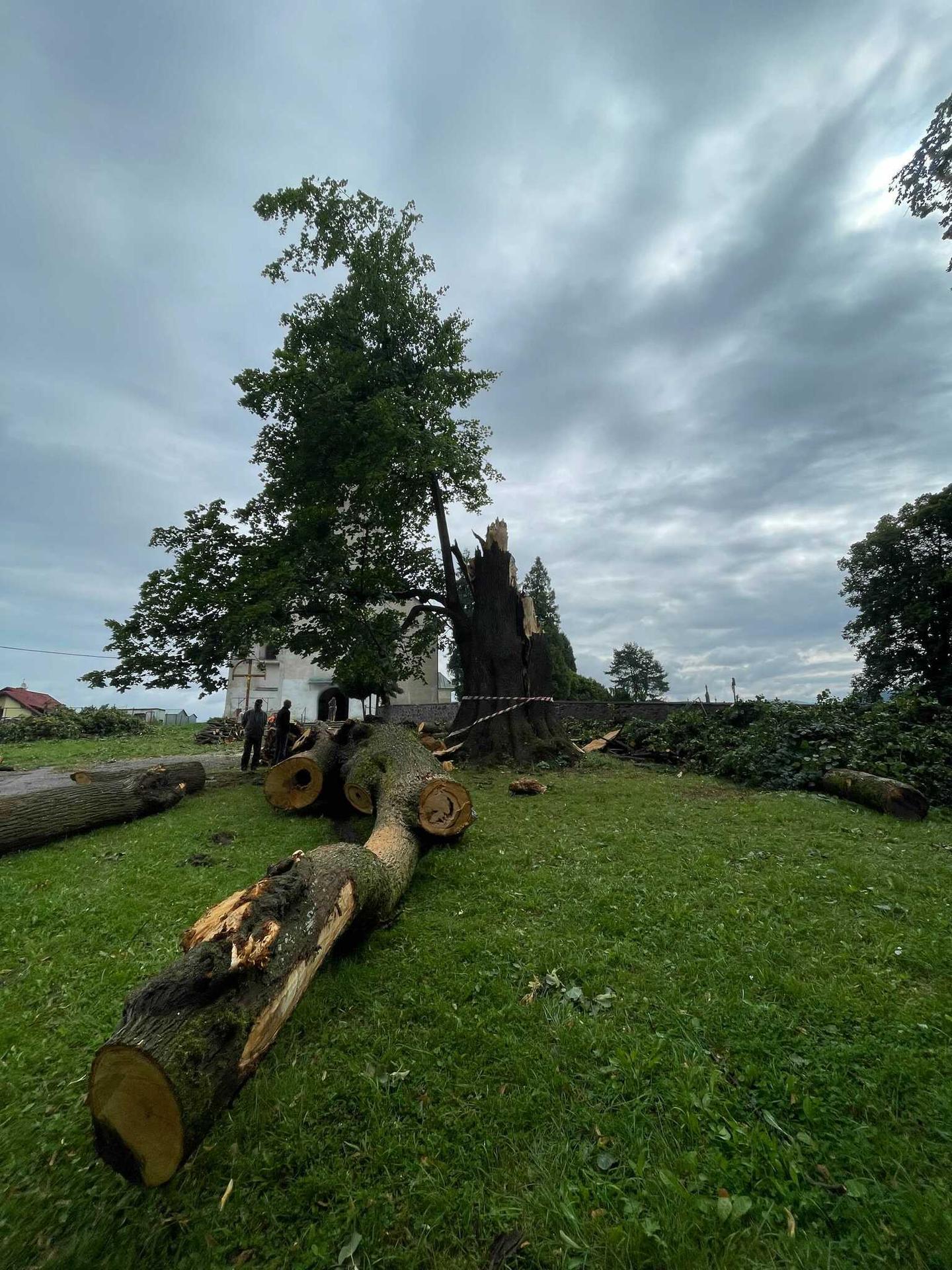 Veľká lipa mala 460 rokov.