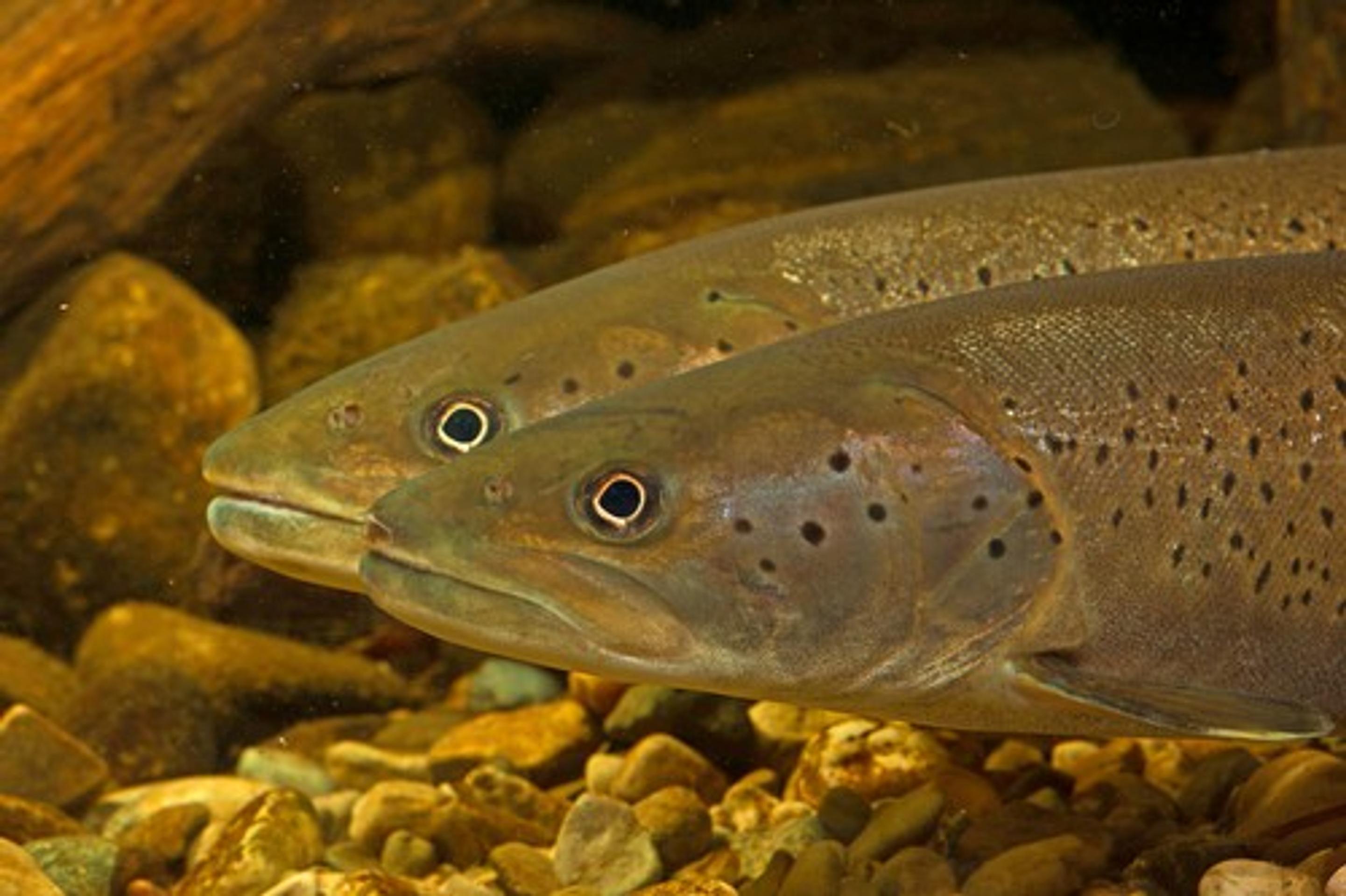 Hlavátka podunajská (lat. hucho hucho)