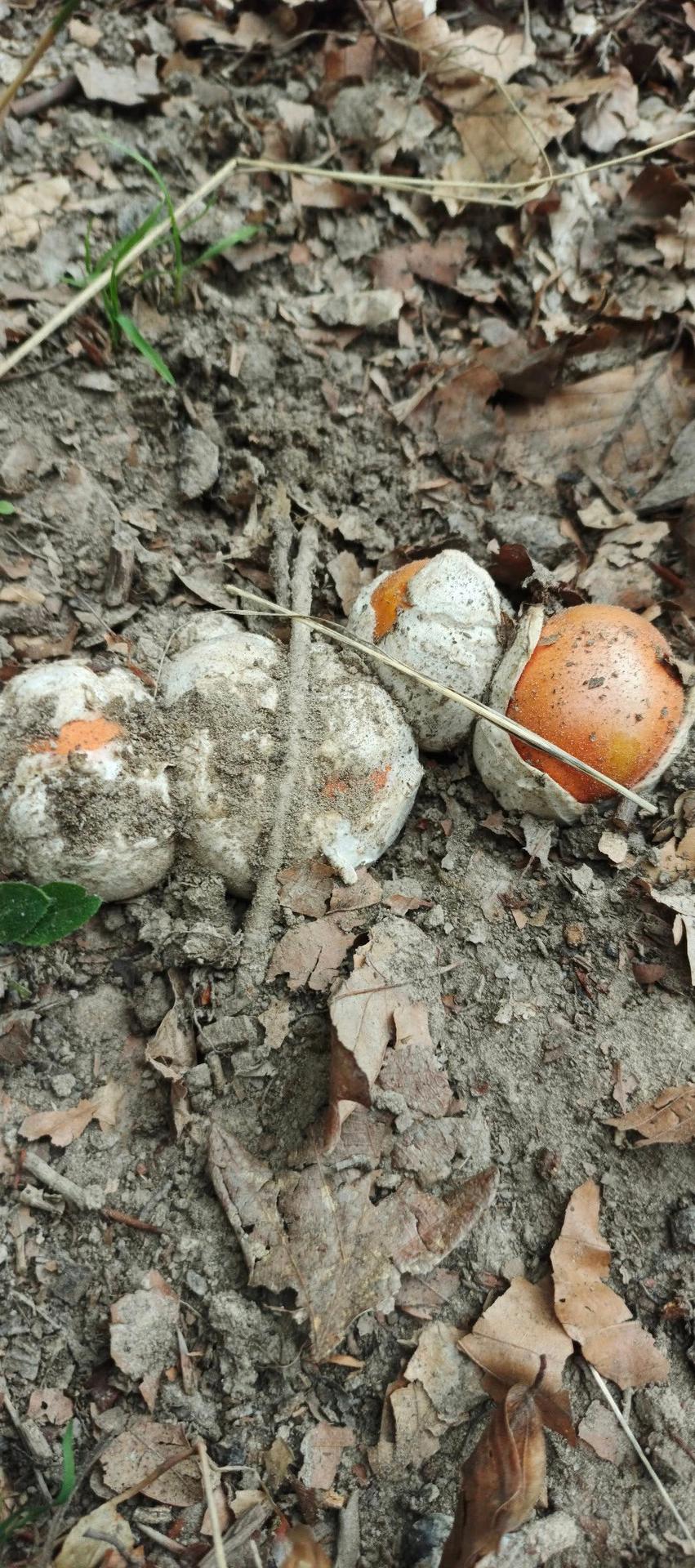 Muchotrávka cisárska (Amanita caesarea).