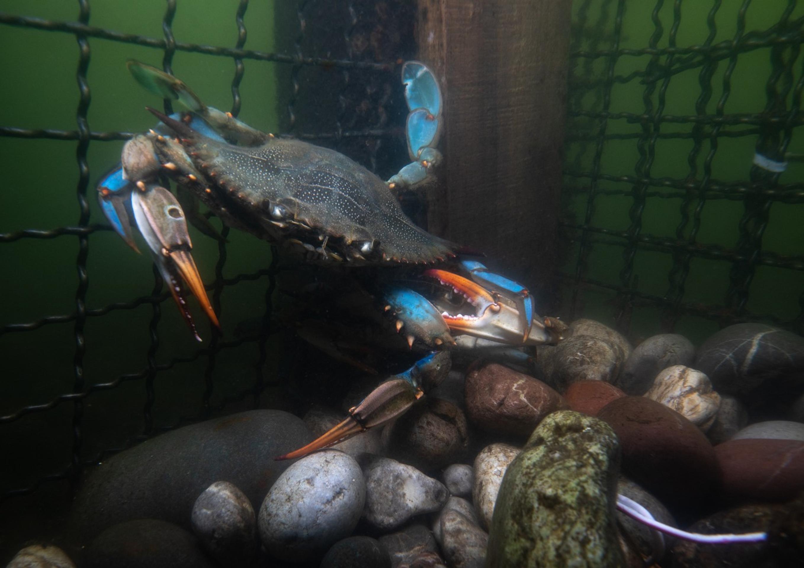 Krab modrý (lat. Callinectes sapidus).