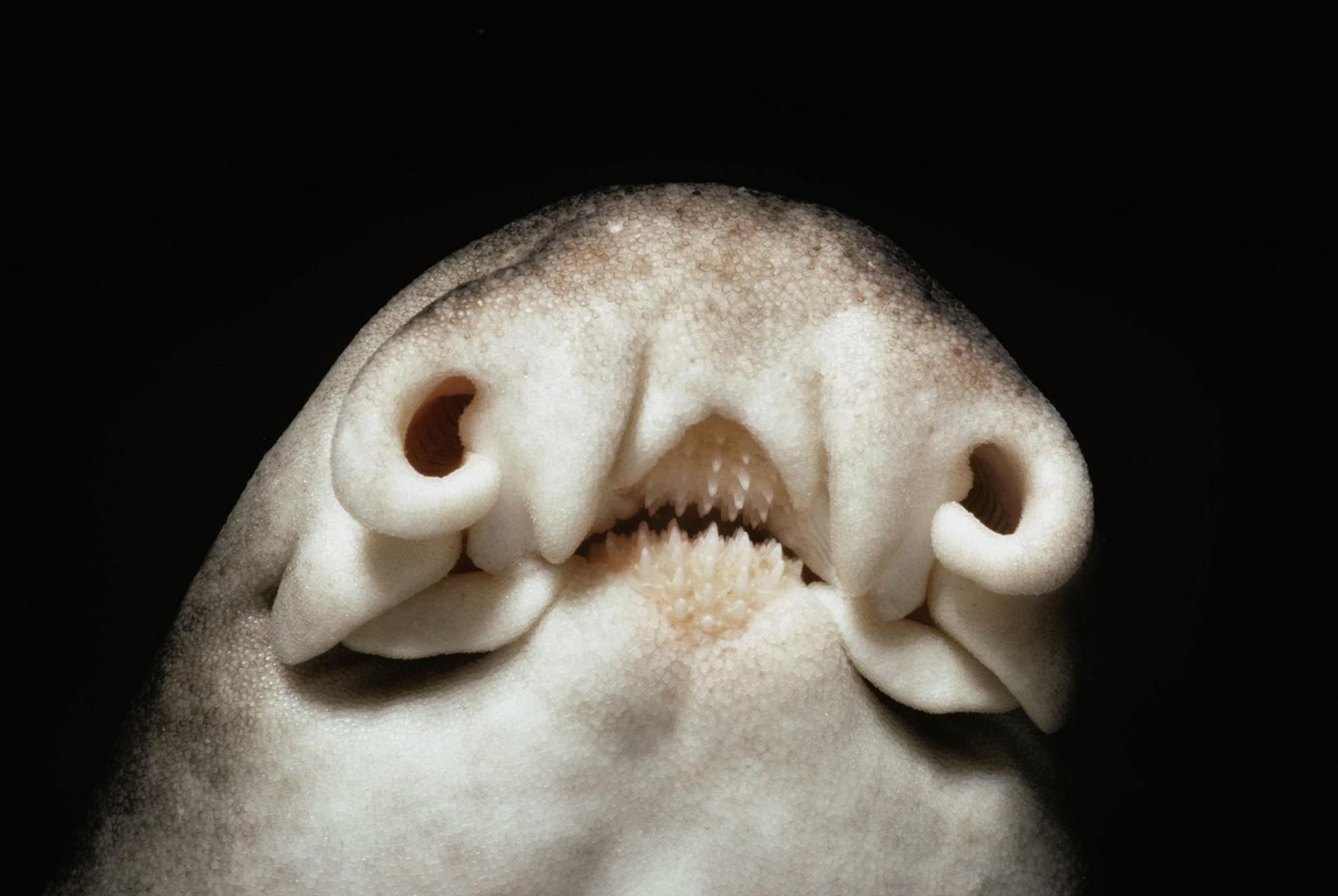 Rôznozubec portjacksonský (Heterodontus portusjacksoni)