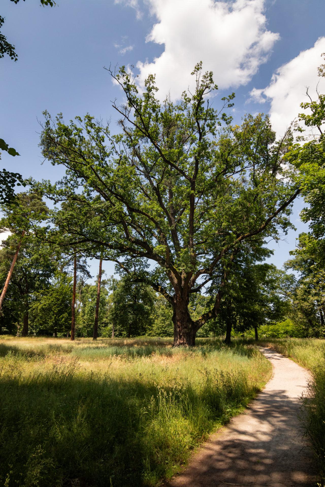 Víťaz ankety Strom roka 2023
