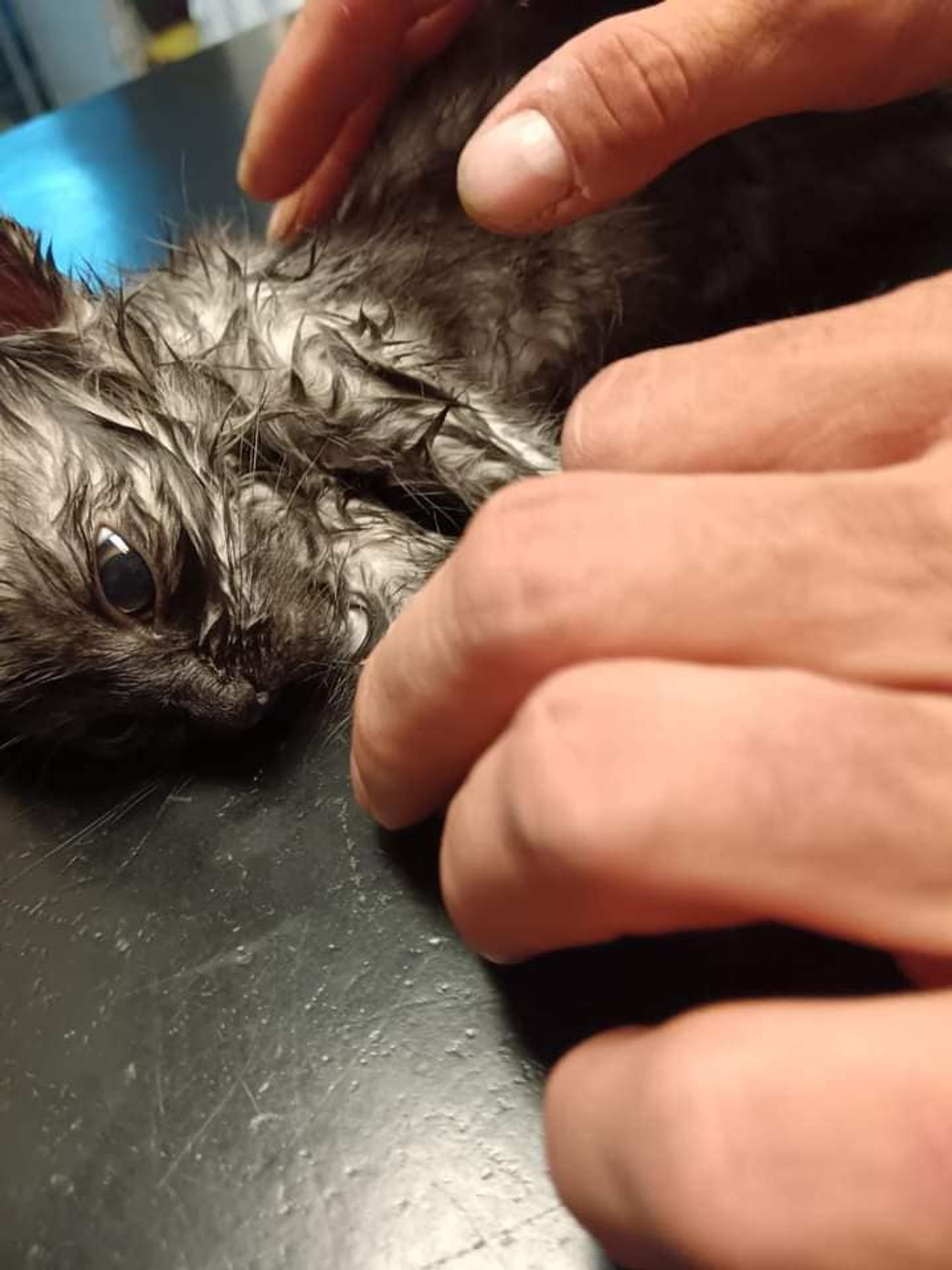 Mačiatko sa uvarilo pod kapotou auta.