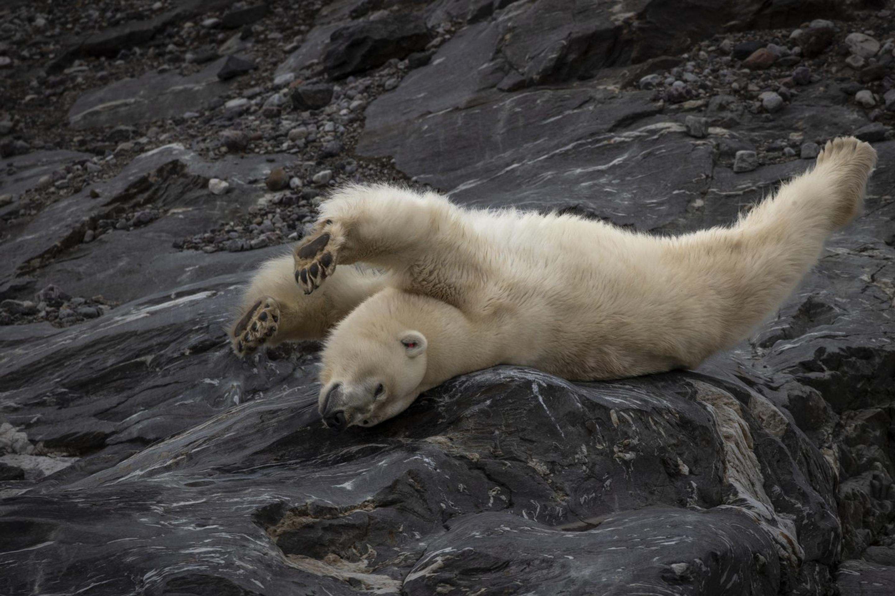 Medveď biely na súostroví Špicbergy zachytený na fotoaparát vedeckej výpravy z Turecka. 