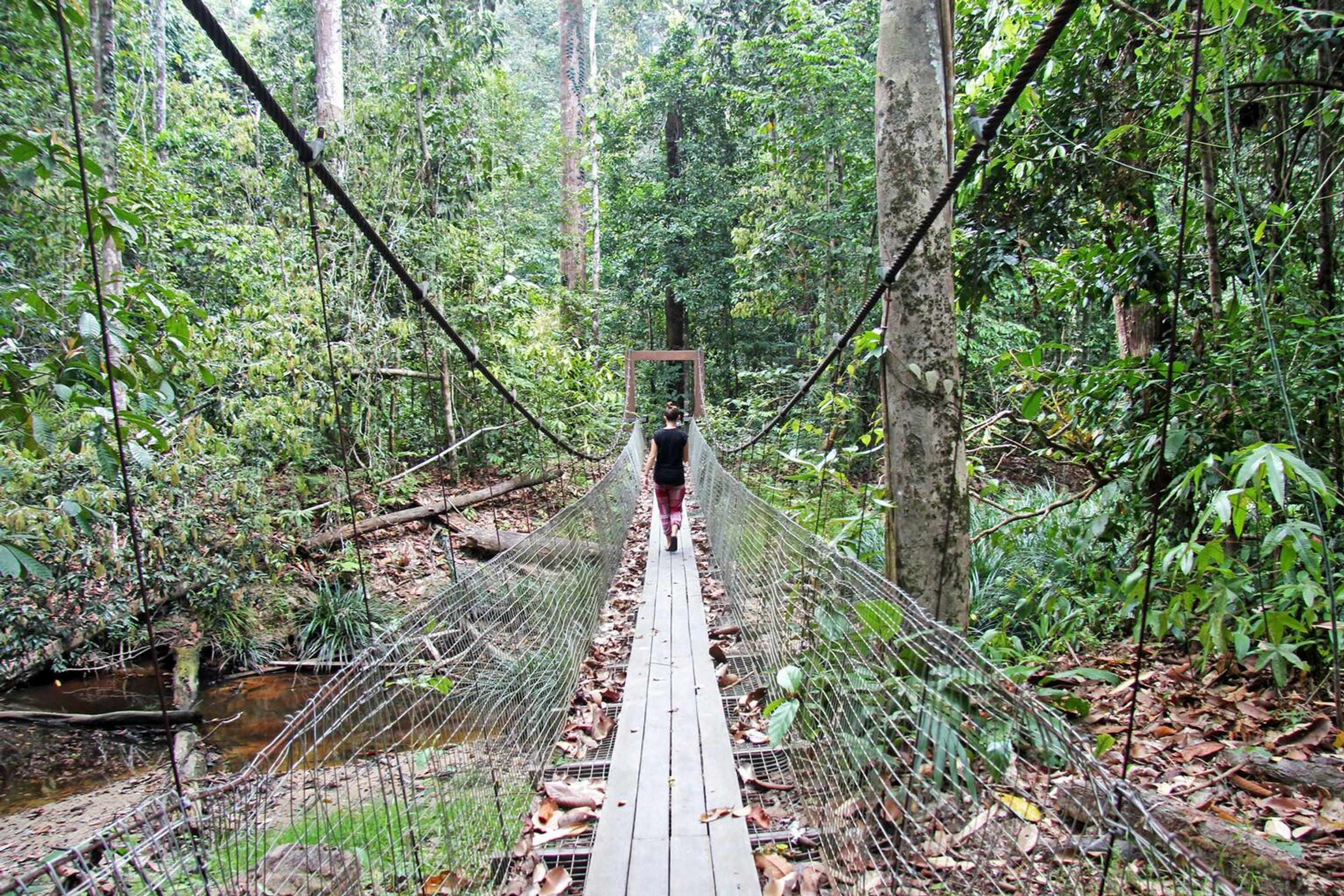 Prechádza po pralese 