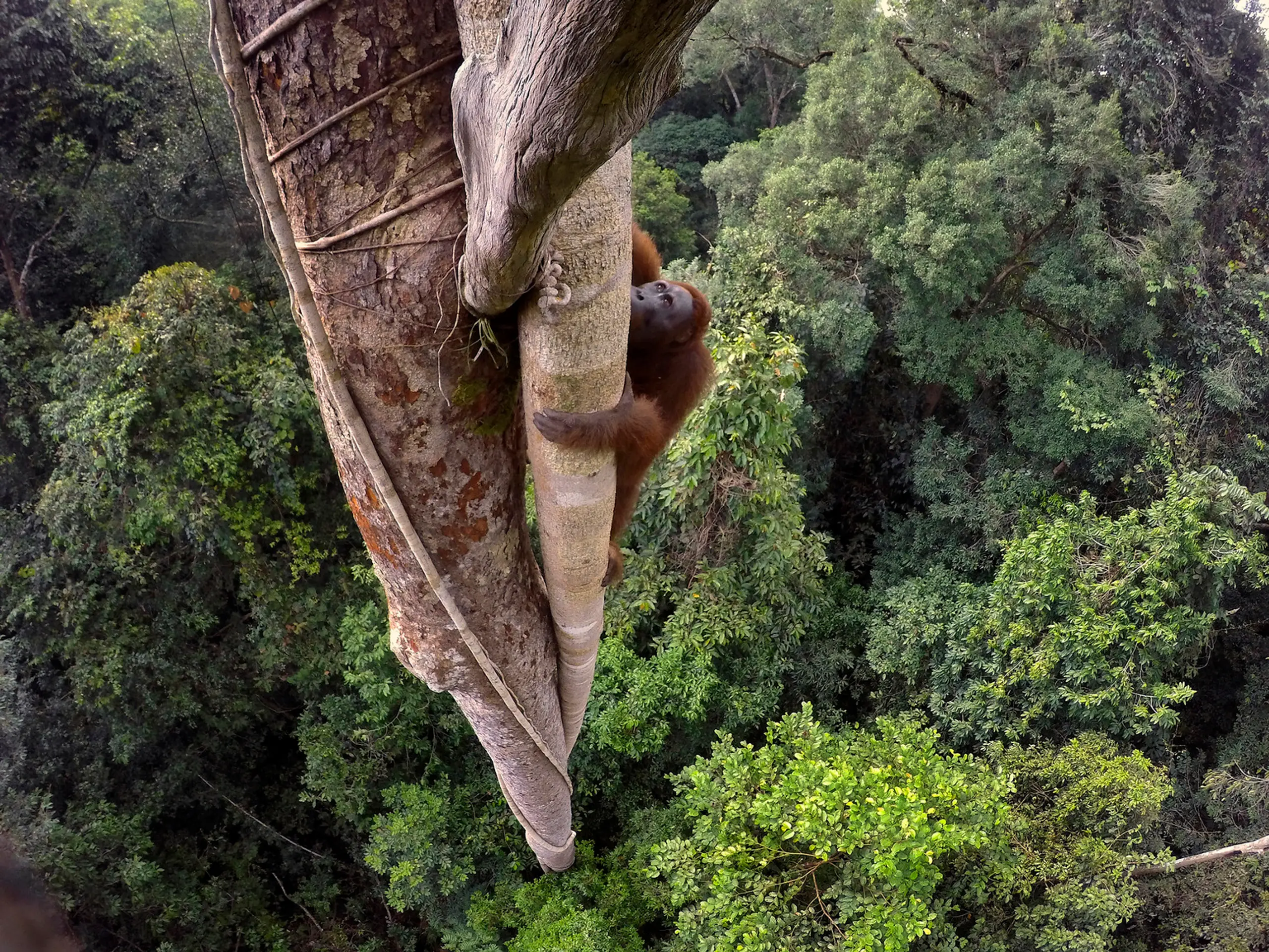 Snímka "Tough Times for Orangutans" od fotografa Tima Lamana, ktorá získala prvú cenu v kategórii Príroda.