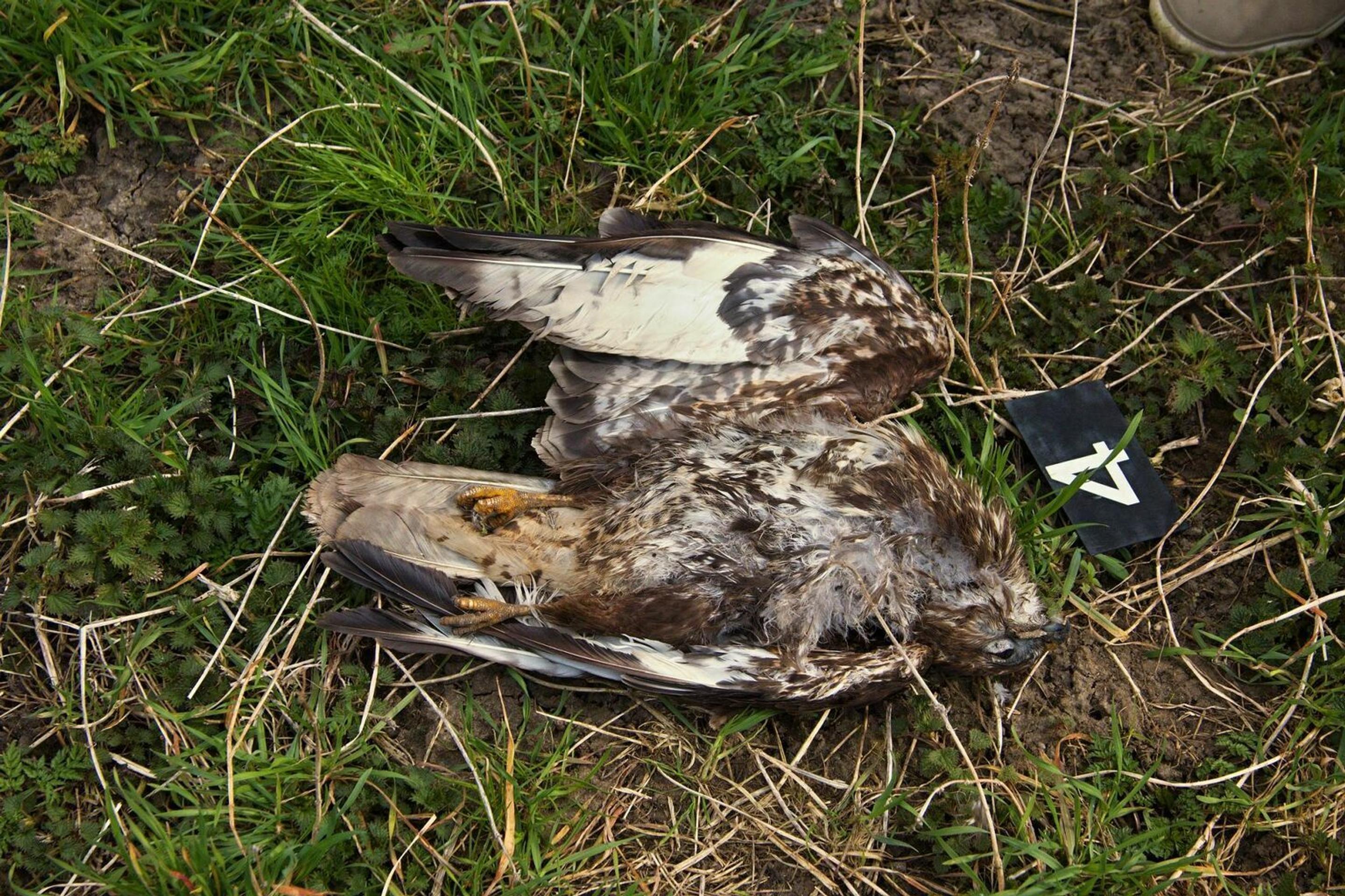 Uhynutý dravec pri Holíči.