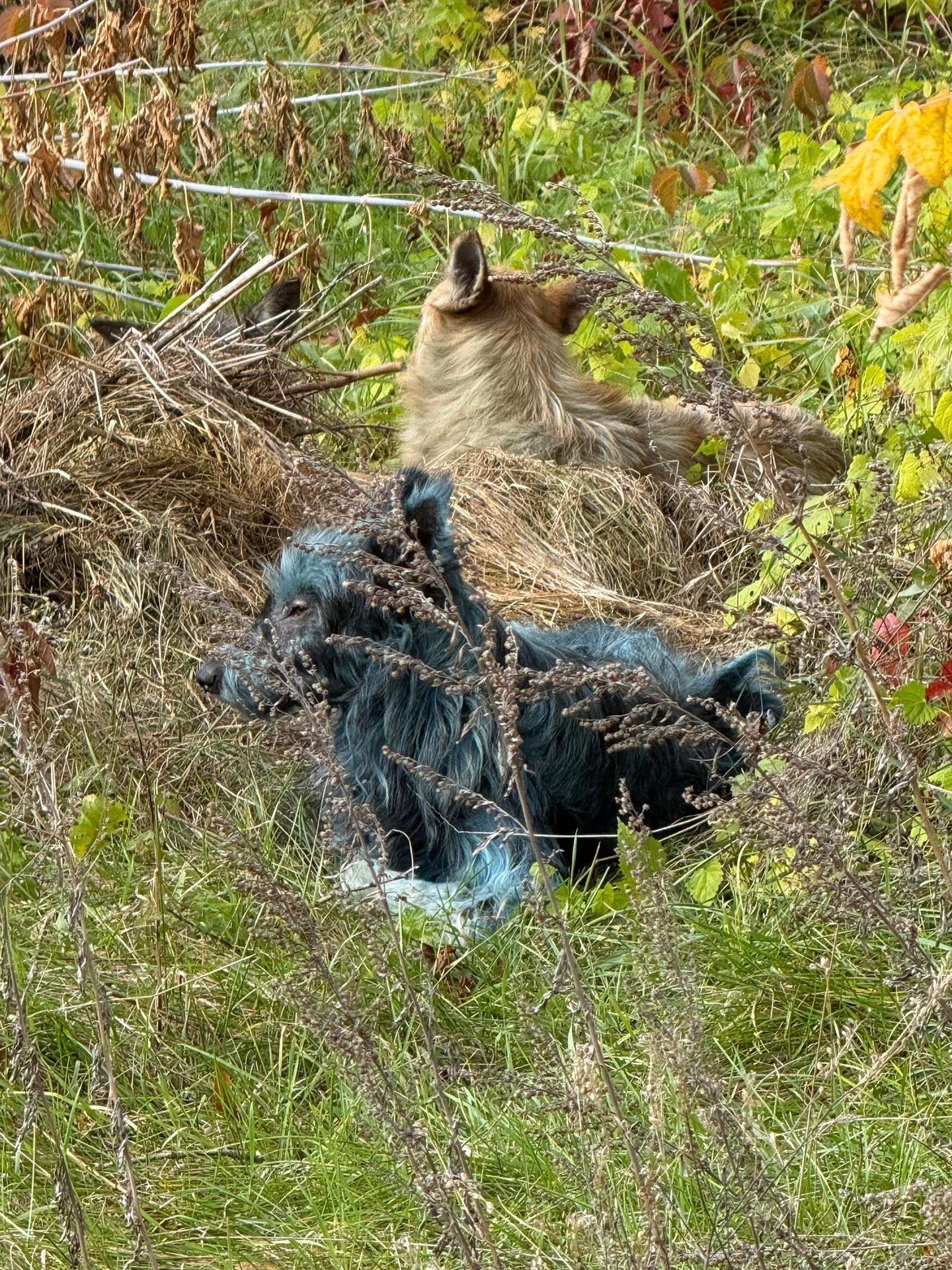 Psy z Černobyľu, ktorých srsť nadobudla jasne modrý odtieň.