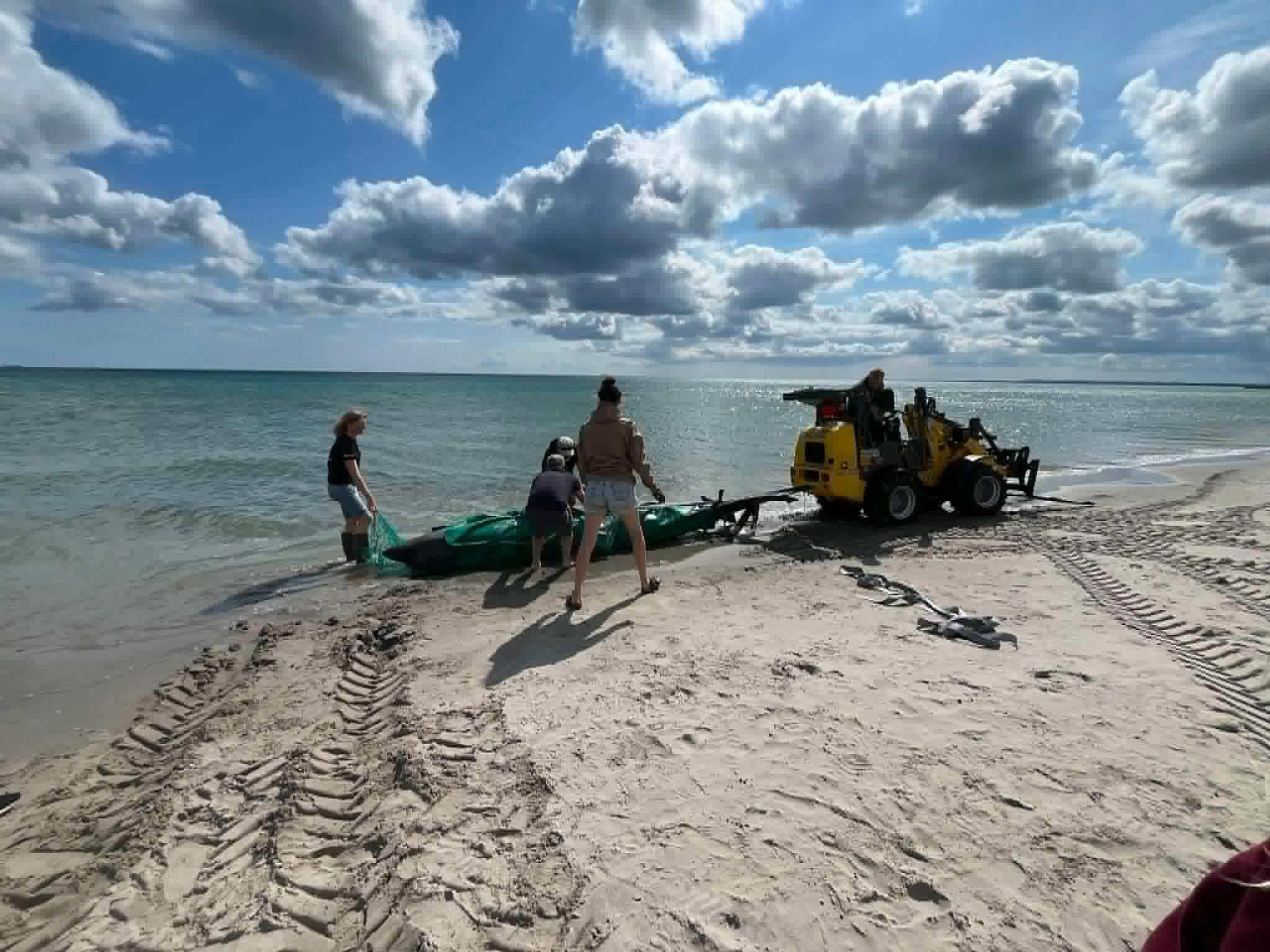 More vyplavilo na pláž v Dánsku obrovského žraloka.