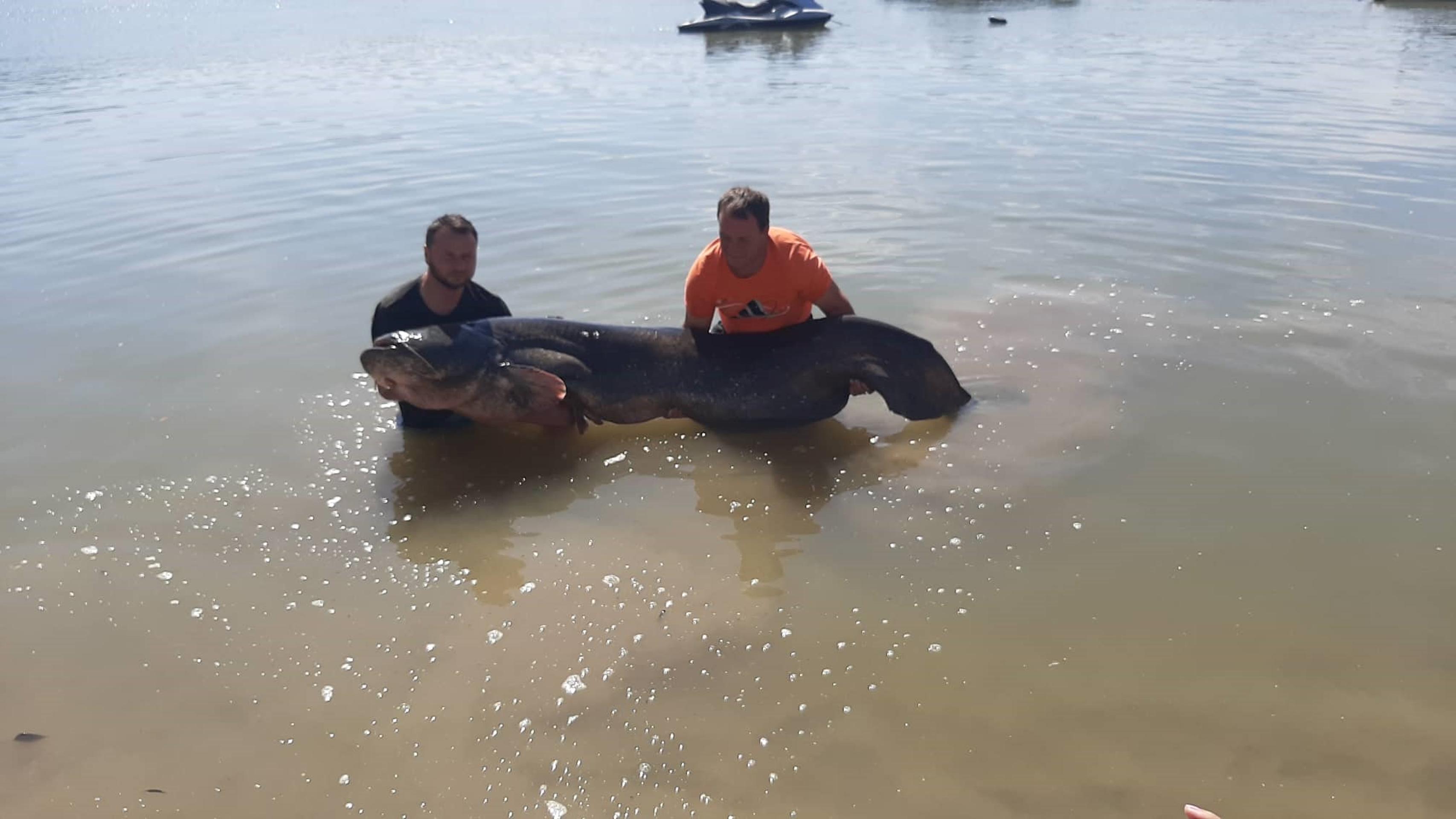 Kapitálny sumec z Dunaja.
