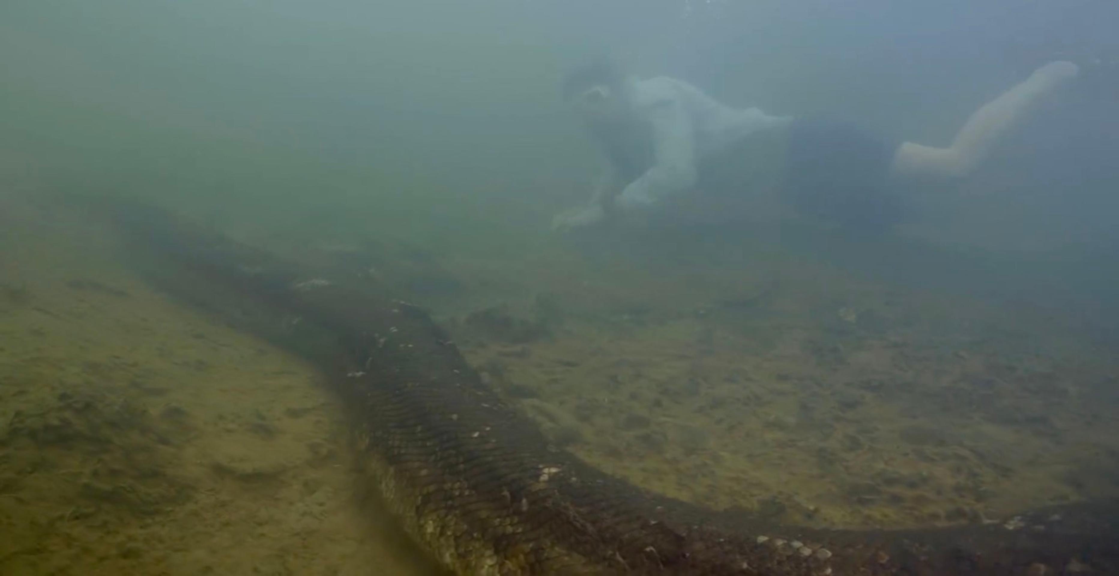 Objavili nový druh anakondy zelenej.