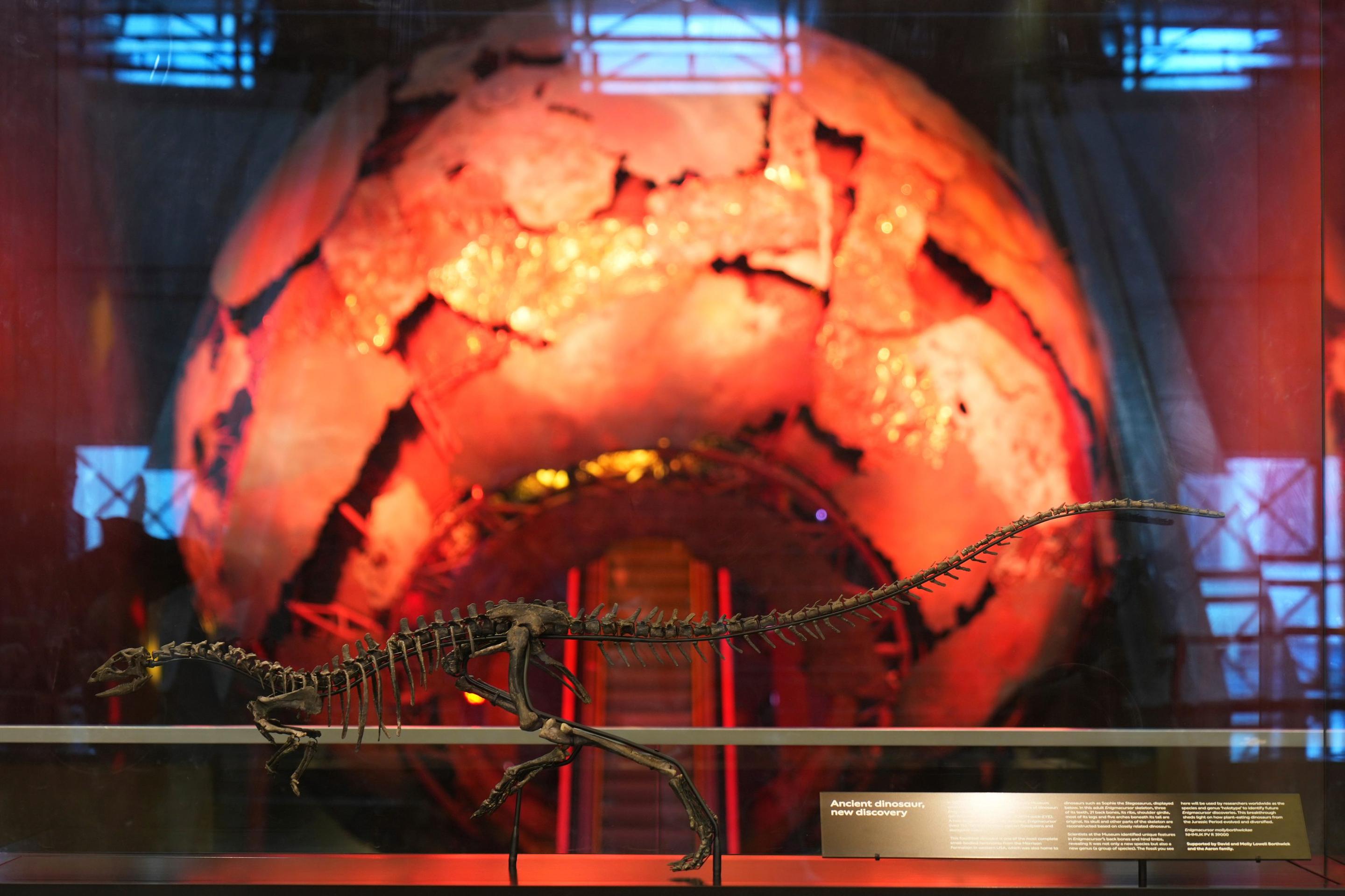 Nový druh dinosaura