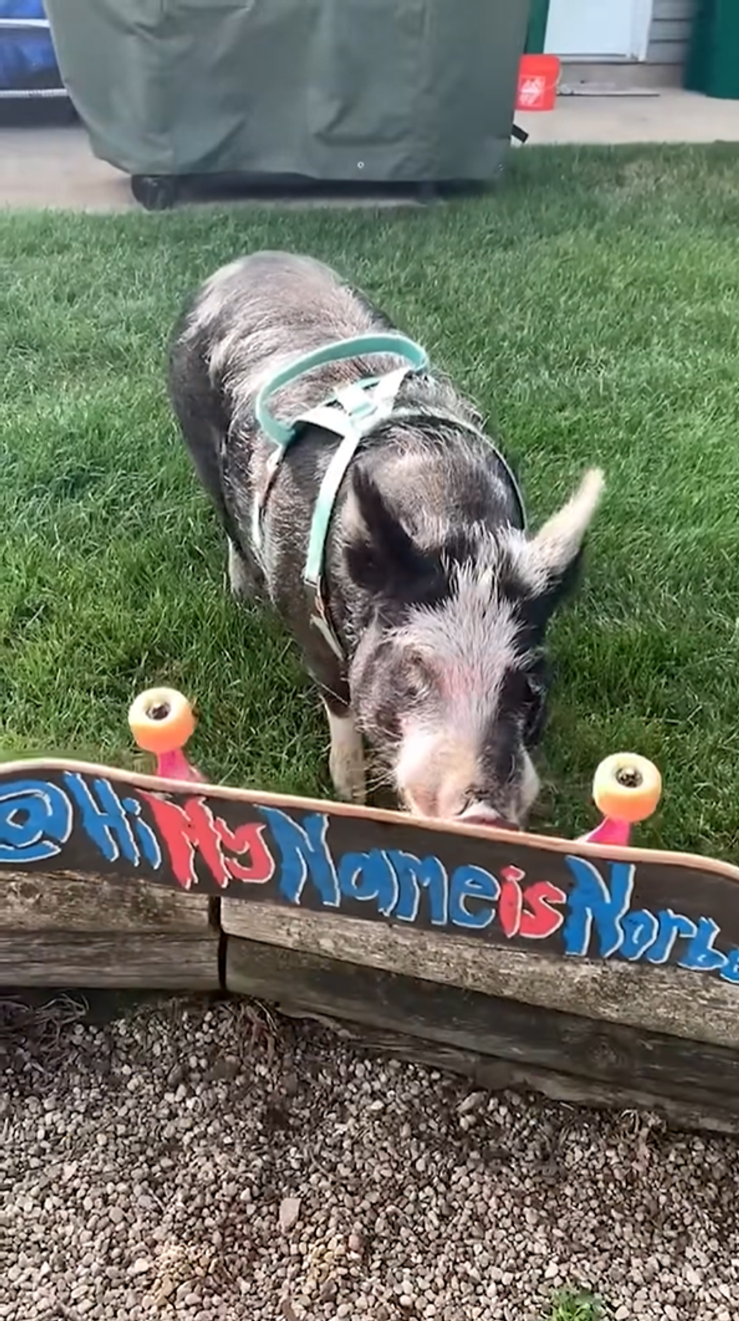 Prasiatko Norbert jazdí na skateboarde