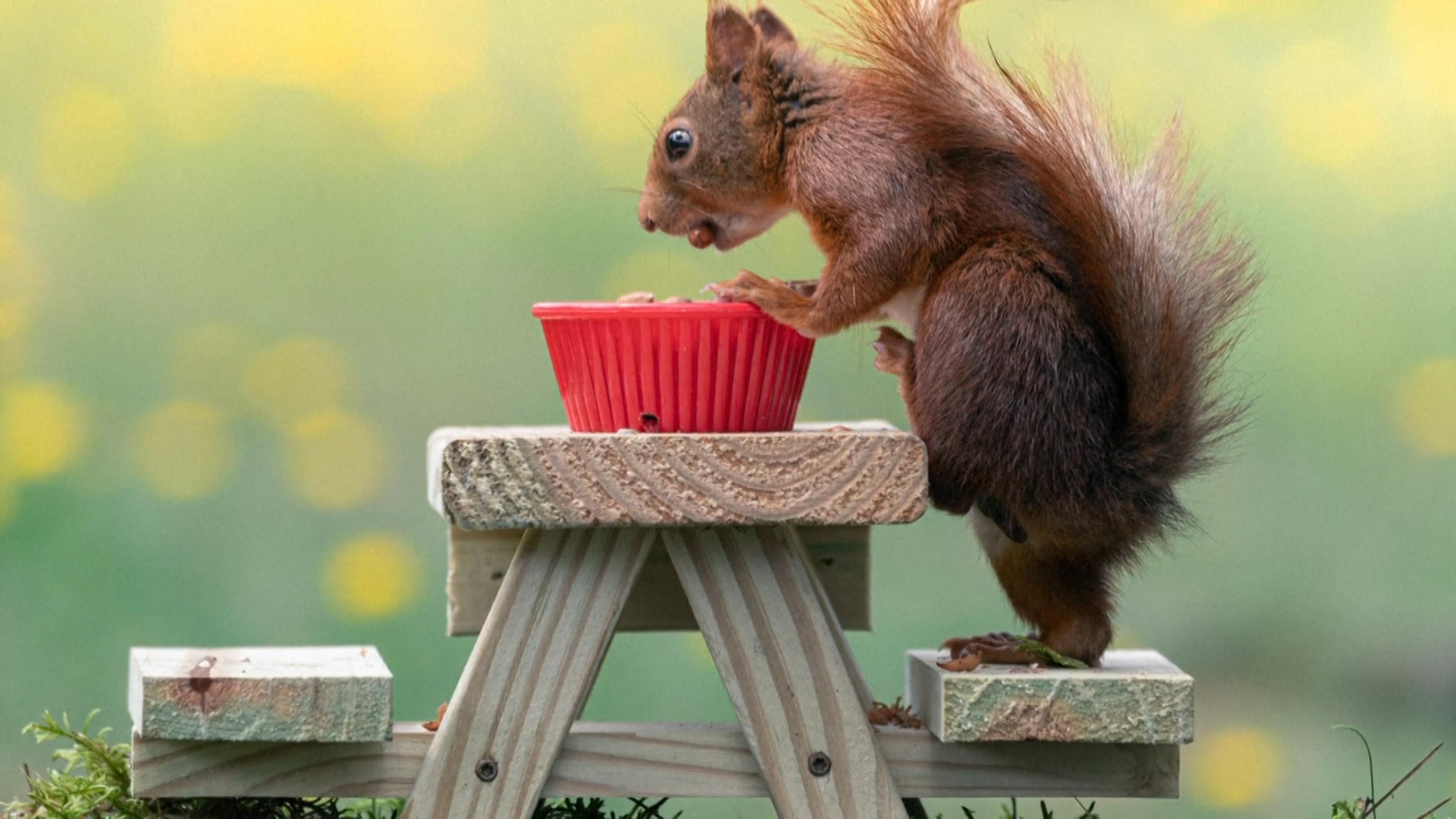 Veverička s kvetinou.