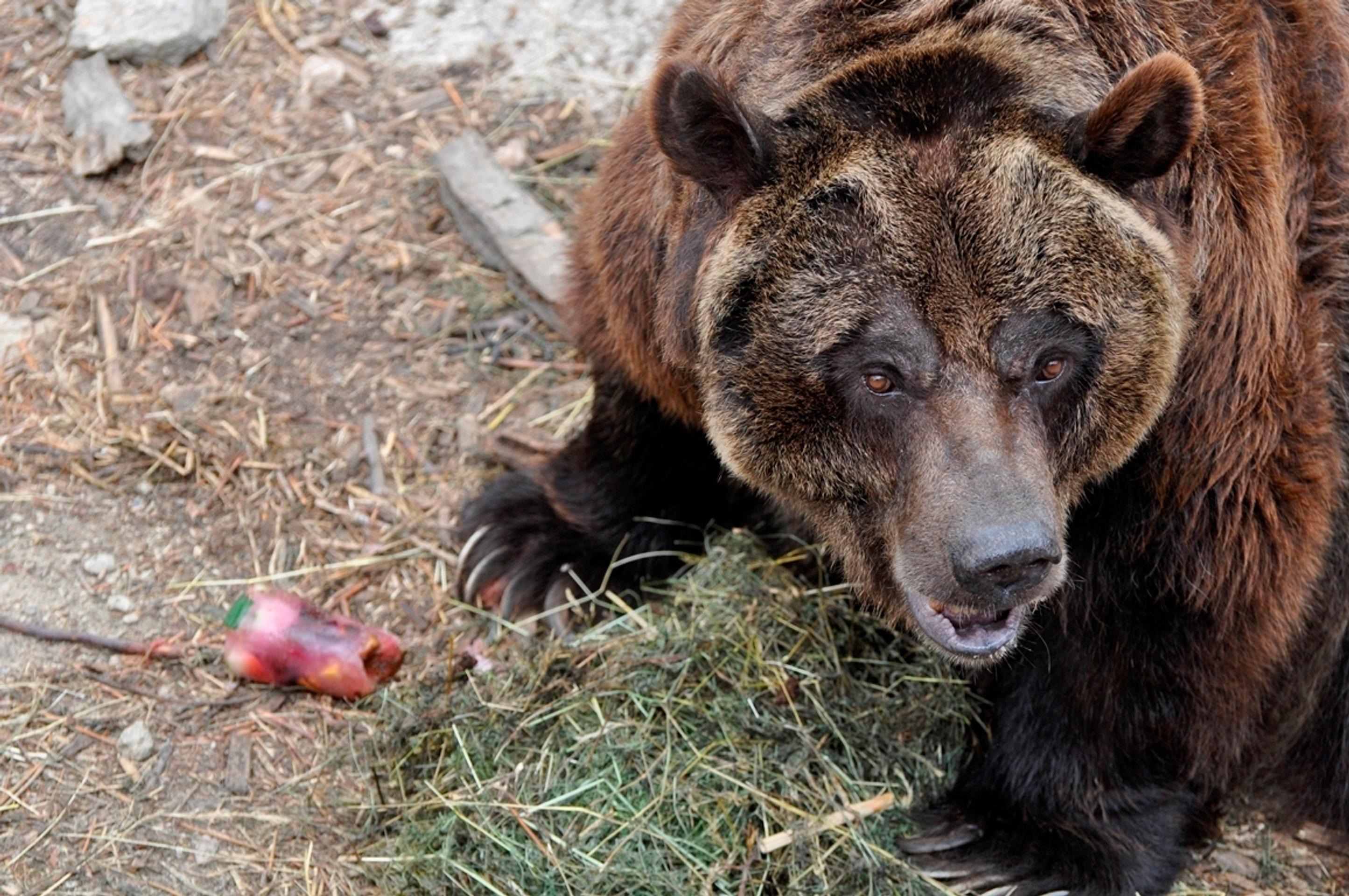Osviežovanie zvierat