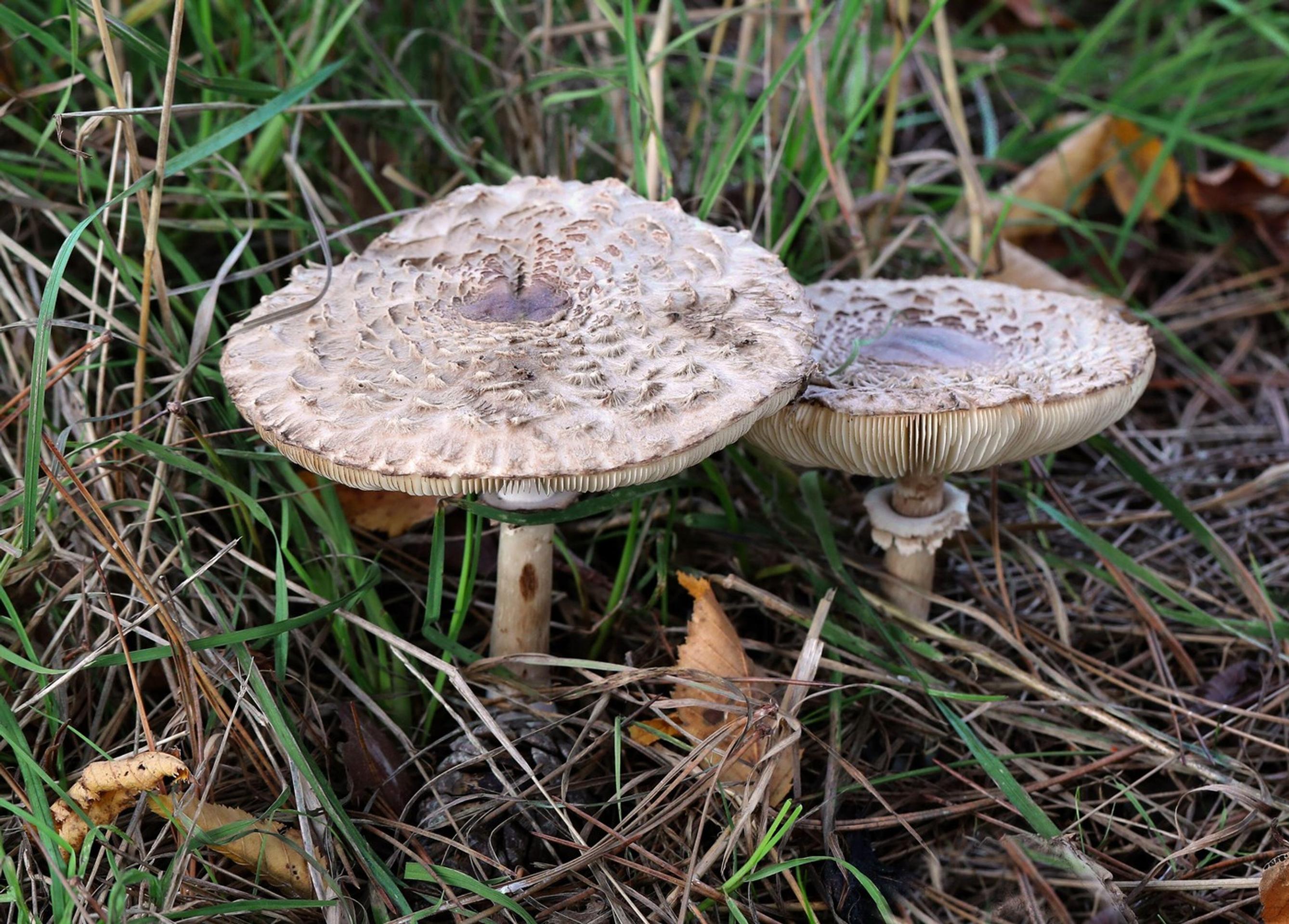 bedľa vysoká (Macrolepiota procera)
