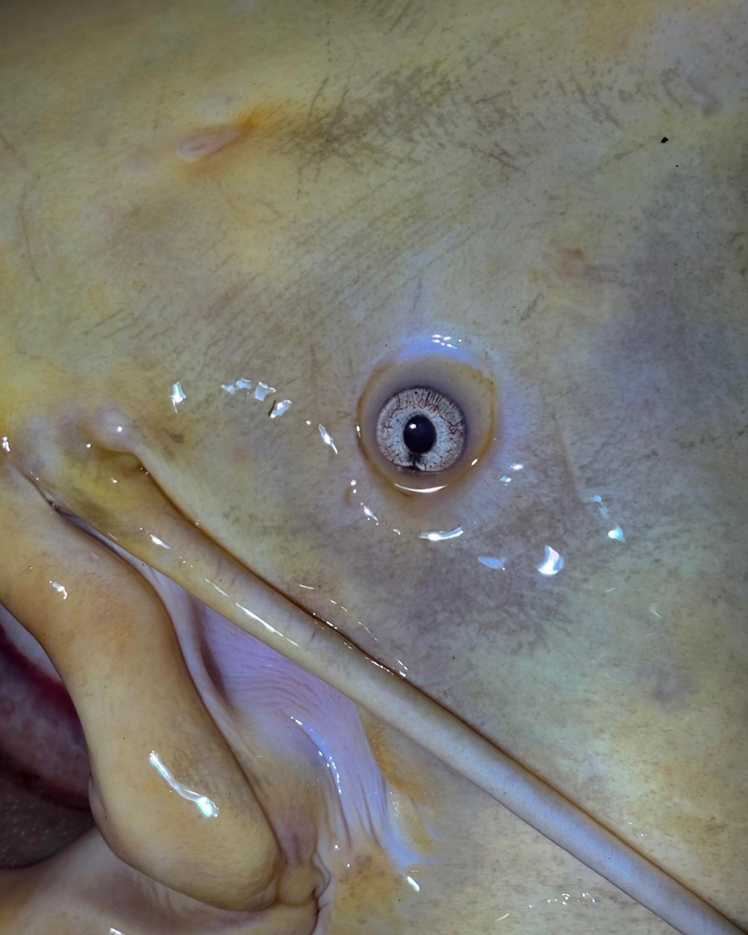 Český rybár chytil sumca albína s dĺžkou 215 centimetrov.