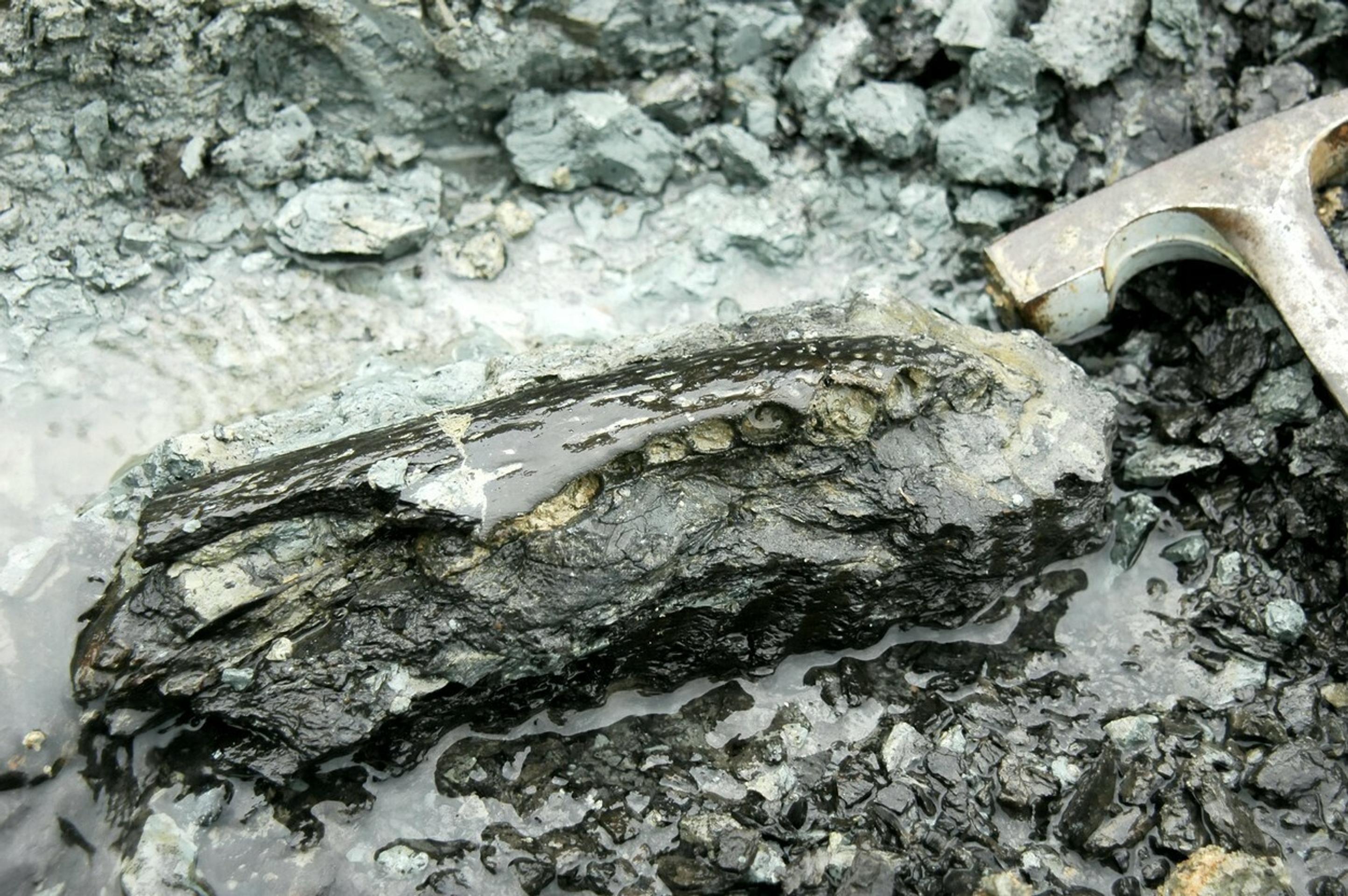 Lignitové ložiská s kosťami pozdĺž rieky Napo v Peru