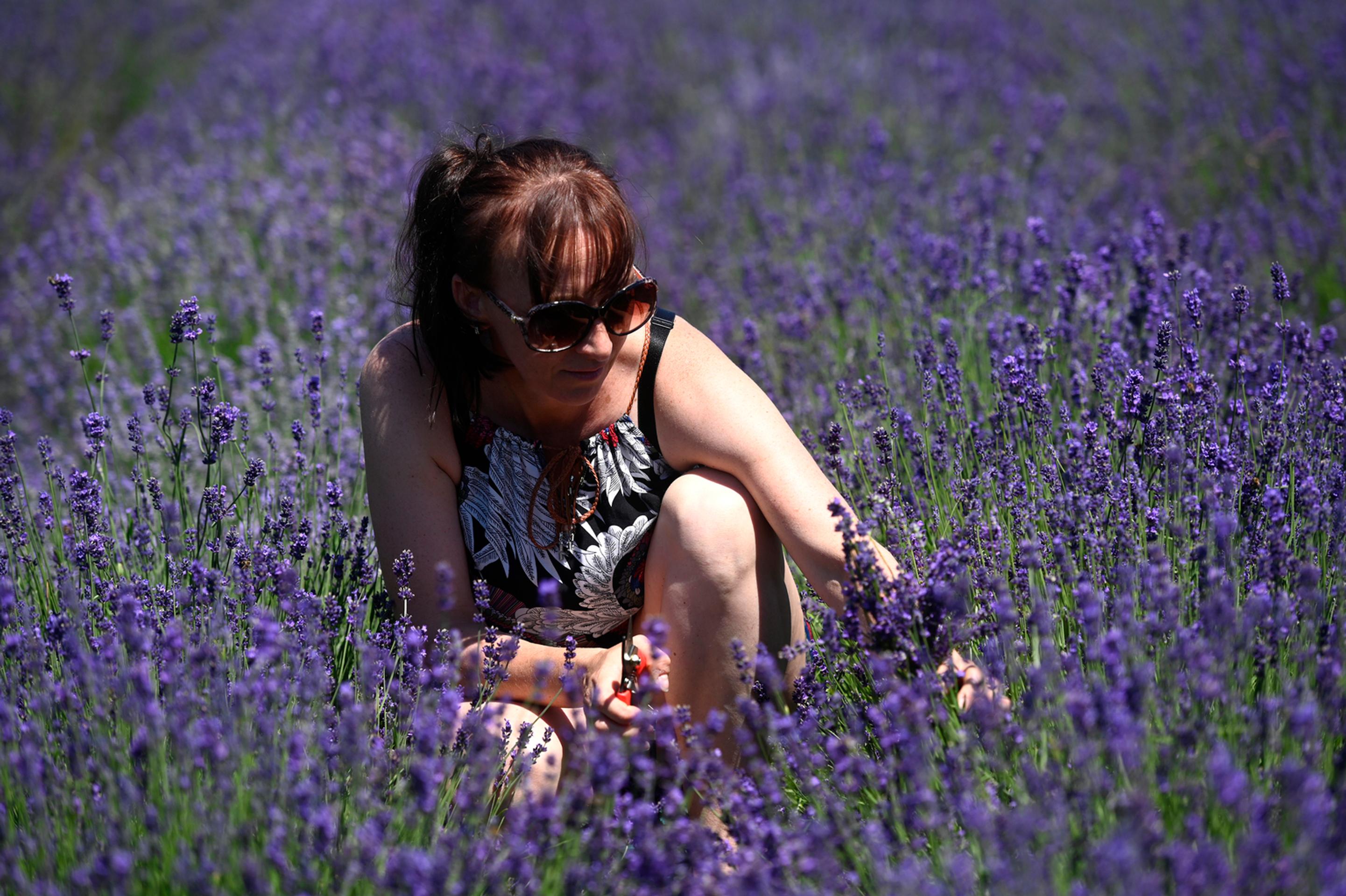 Samozber levandule vo Svinnej.