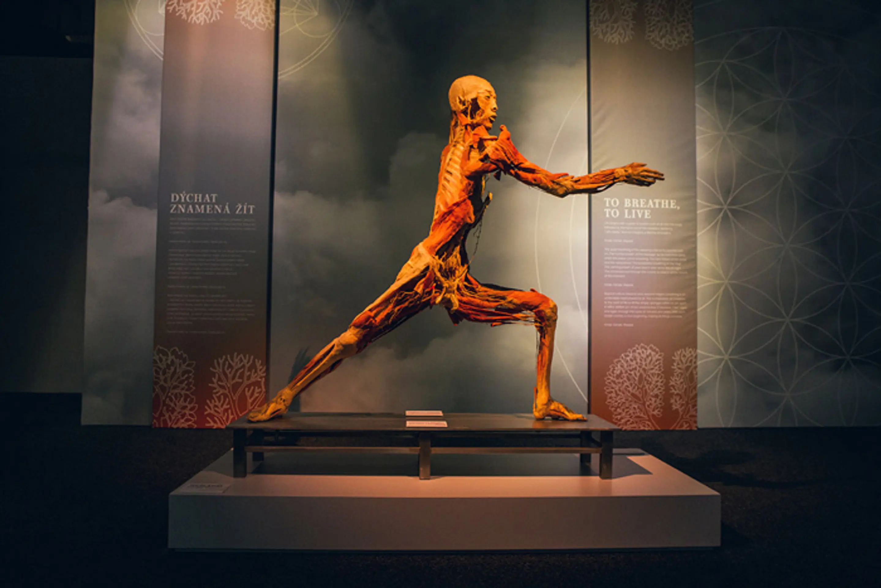 Exponát z výstavy Body The Exhibition.