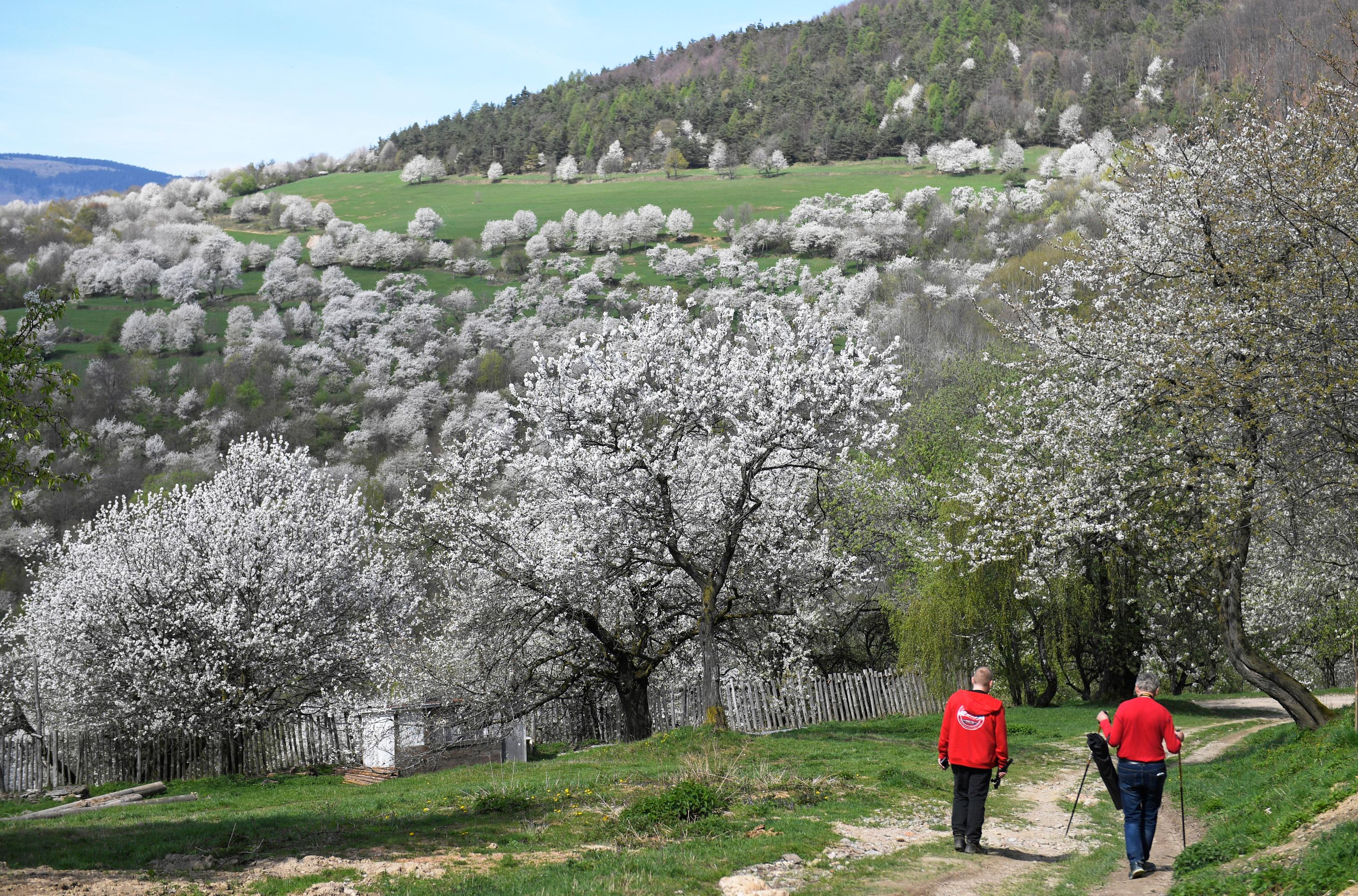 Čerešňové stromy v obci Brdárka