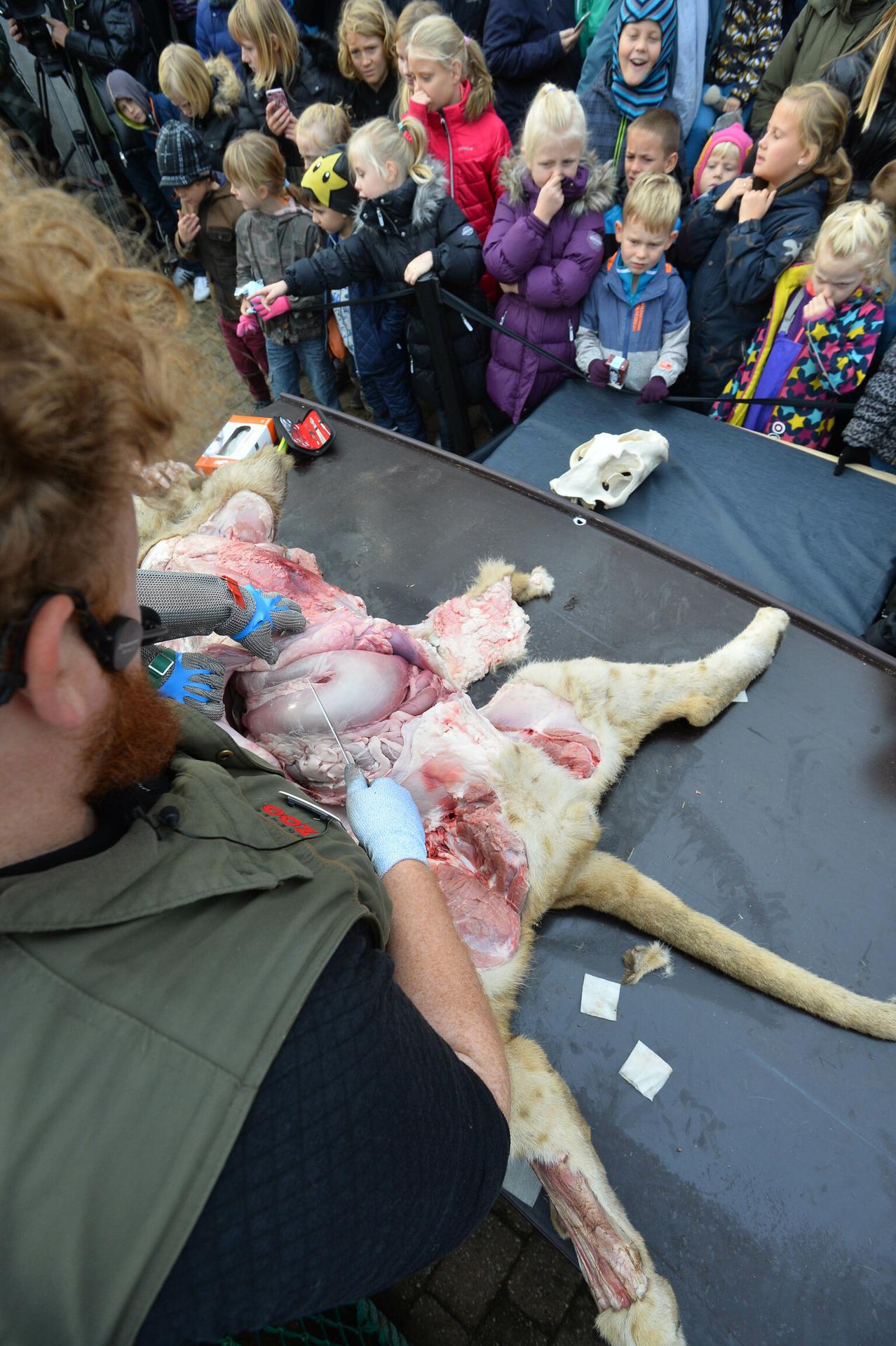 Verejná pitva leva.