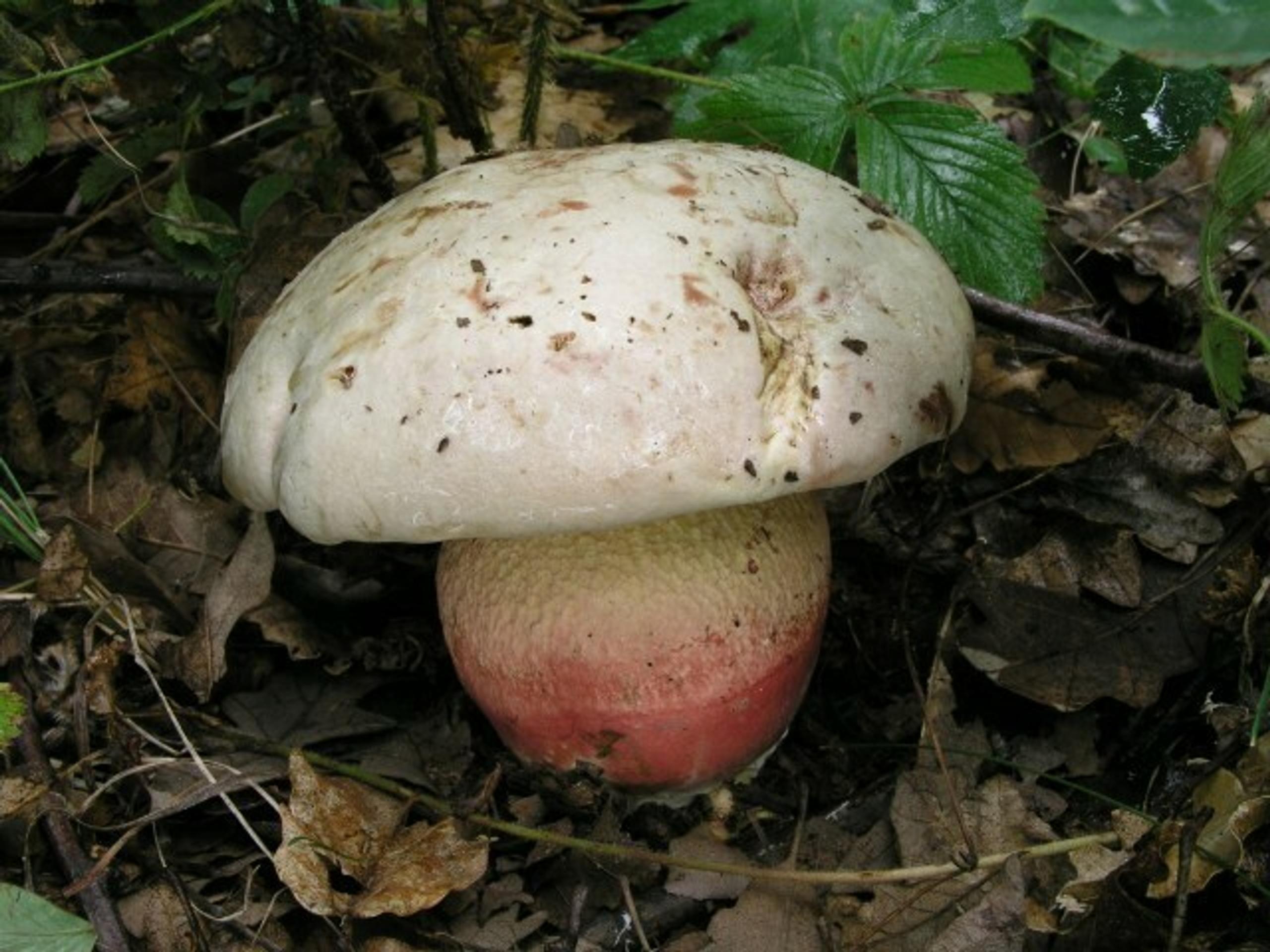 Jedovatá huba - hríb satanský.