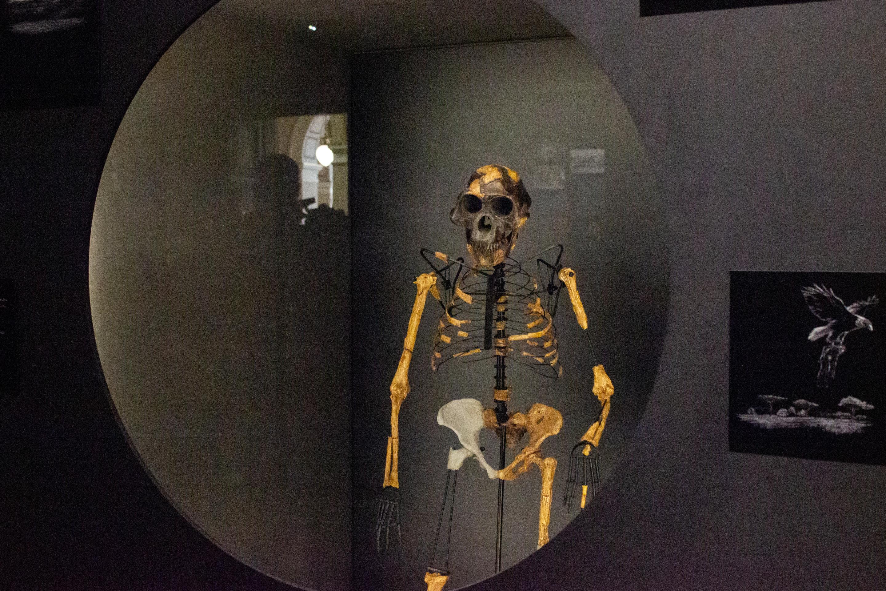 Na snímke kópia kostry australopiteka pomenovaného Lucy, ktorá je súčasťou expozície Ľudia a ich predkovia v Národnom múzeu v Prahe.