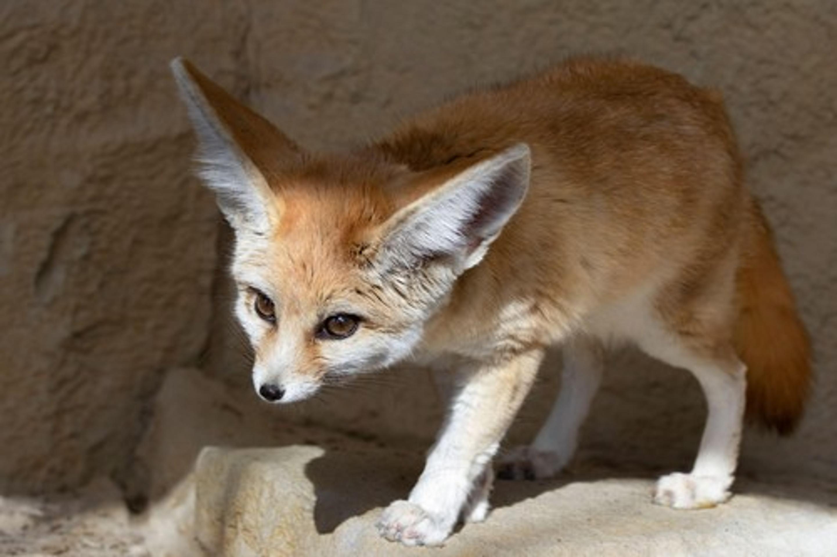 Líška fenek. Ilustračná snímka