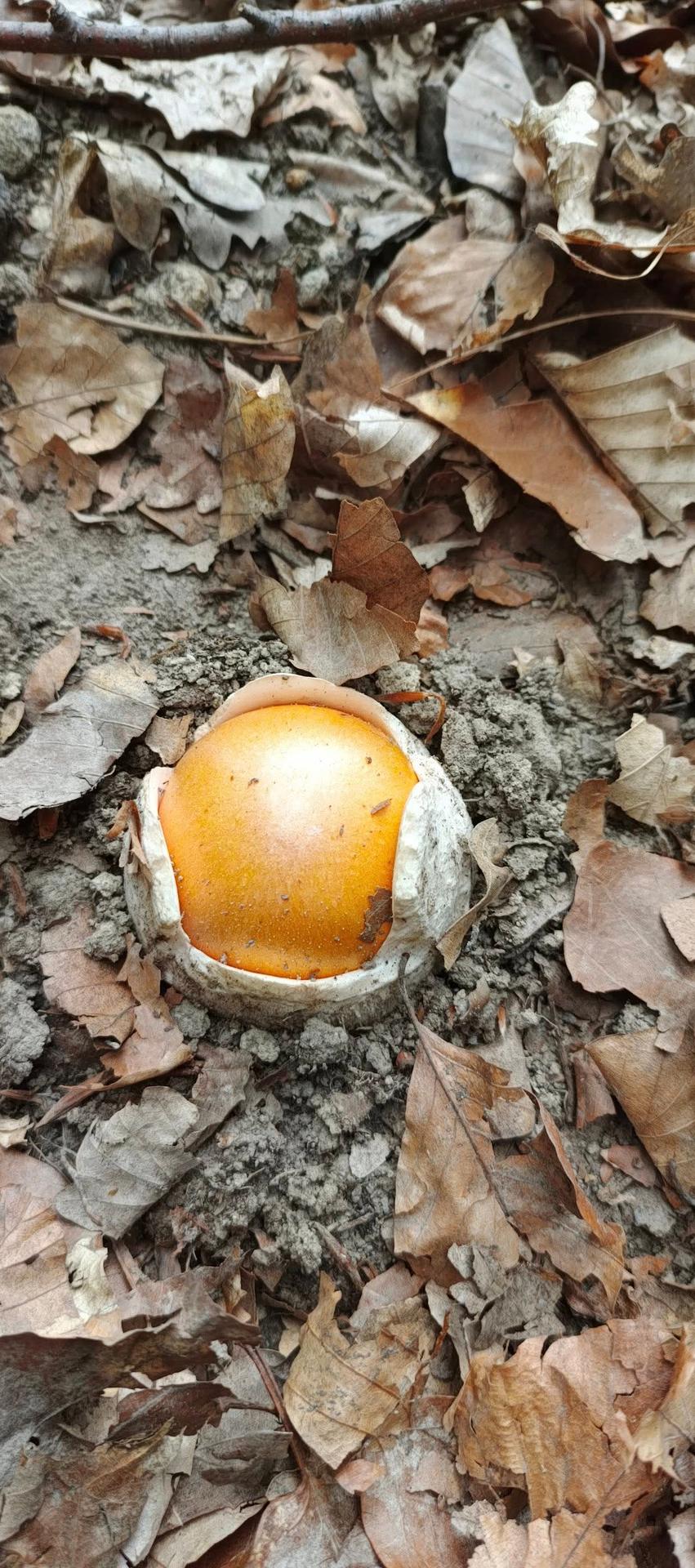 Muchotrávka cisárska (Amanita caesarea).