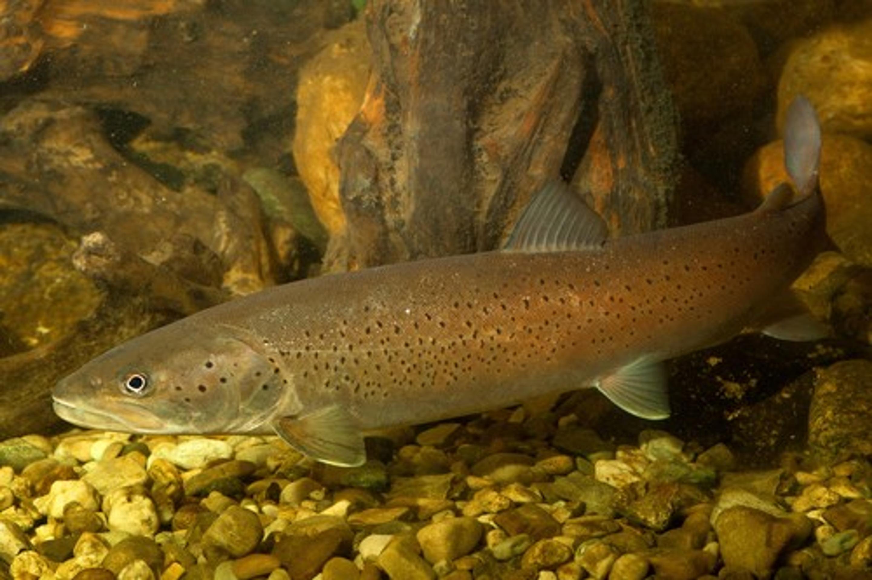 Hlavátka podunajská (lat. hucho hucho)