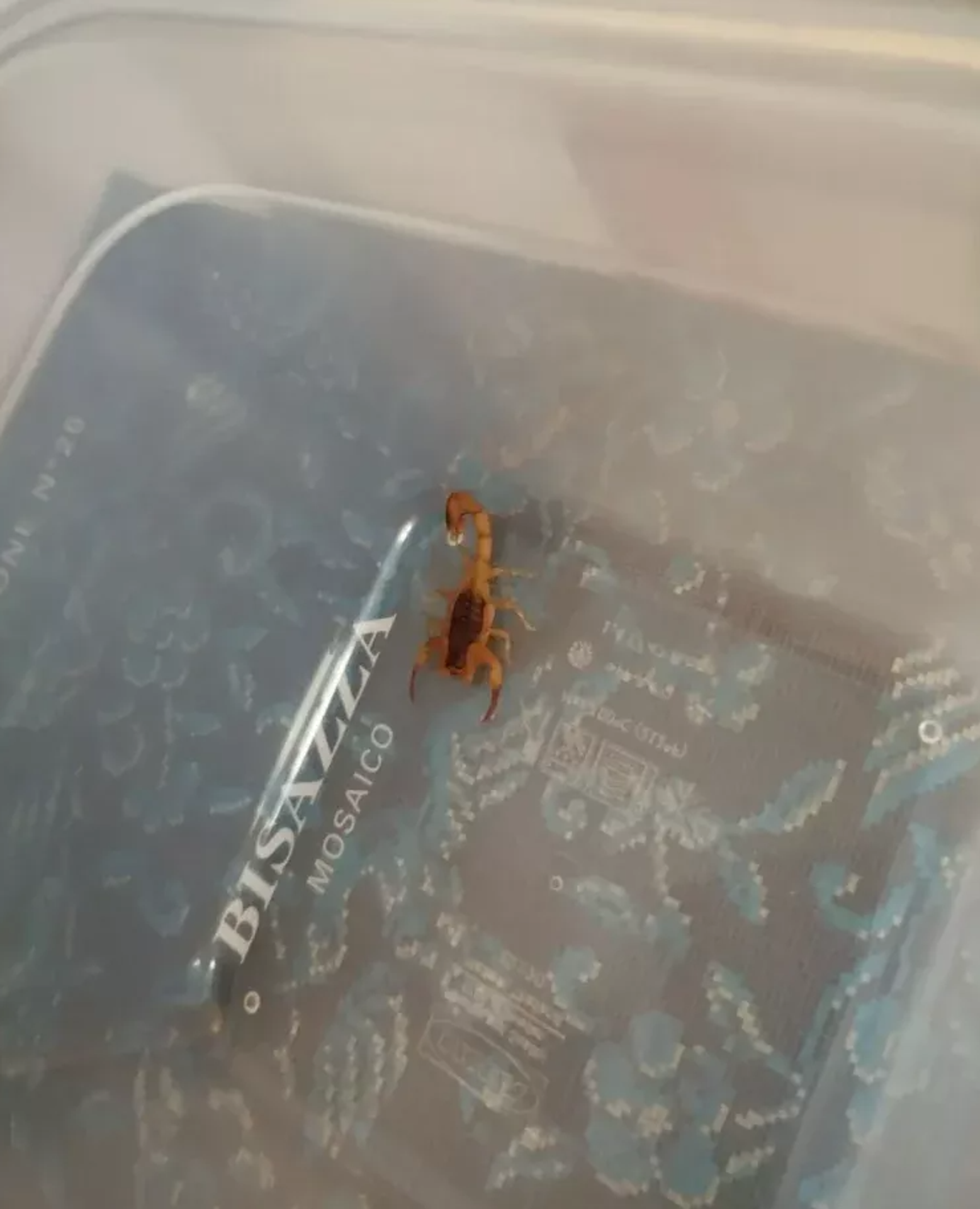 Na Liptove utiekli dva jedovaté škorpióny titius serrulatus.