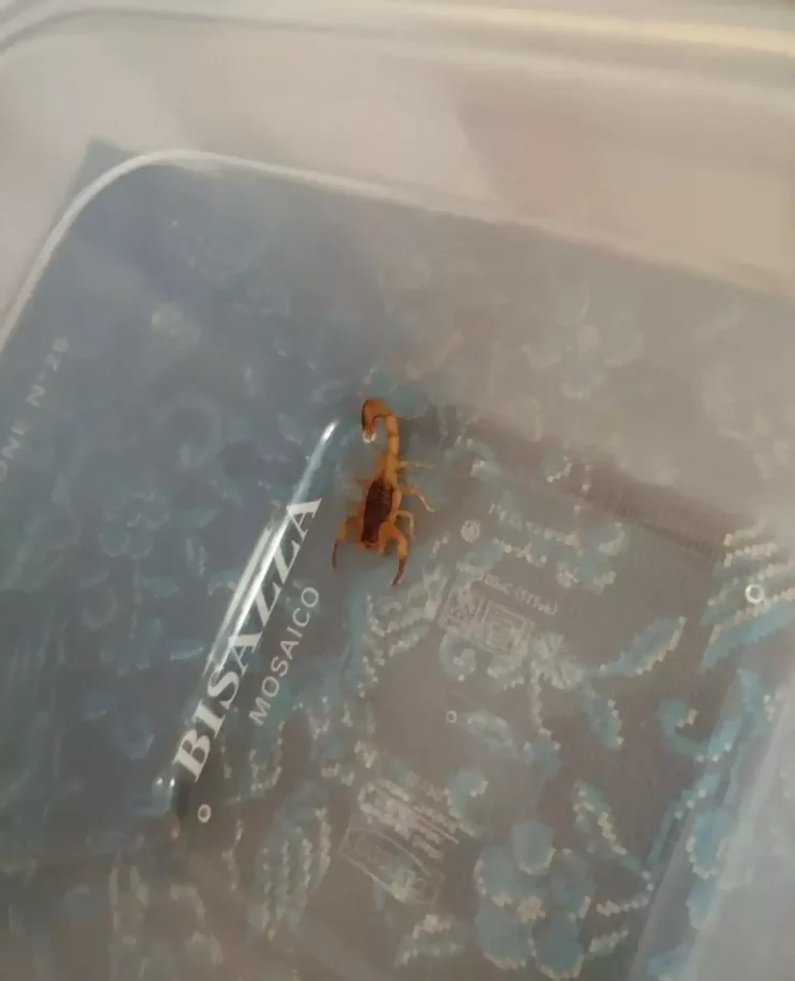 Na Liptove utiekli dva jedovaté škorpióny titius serrulatus.