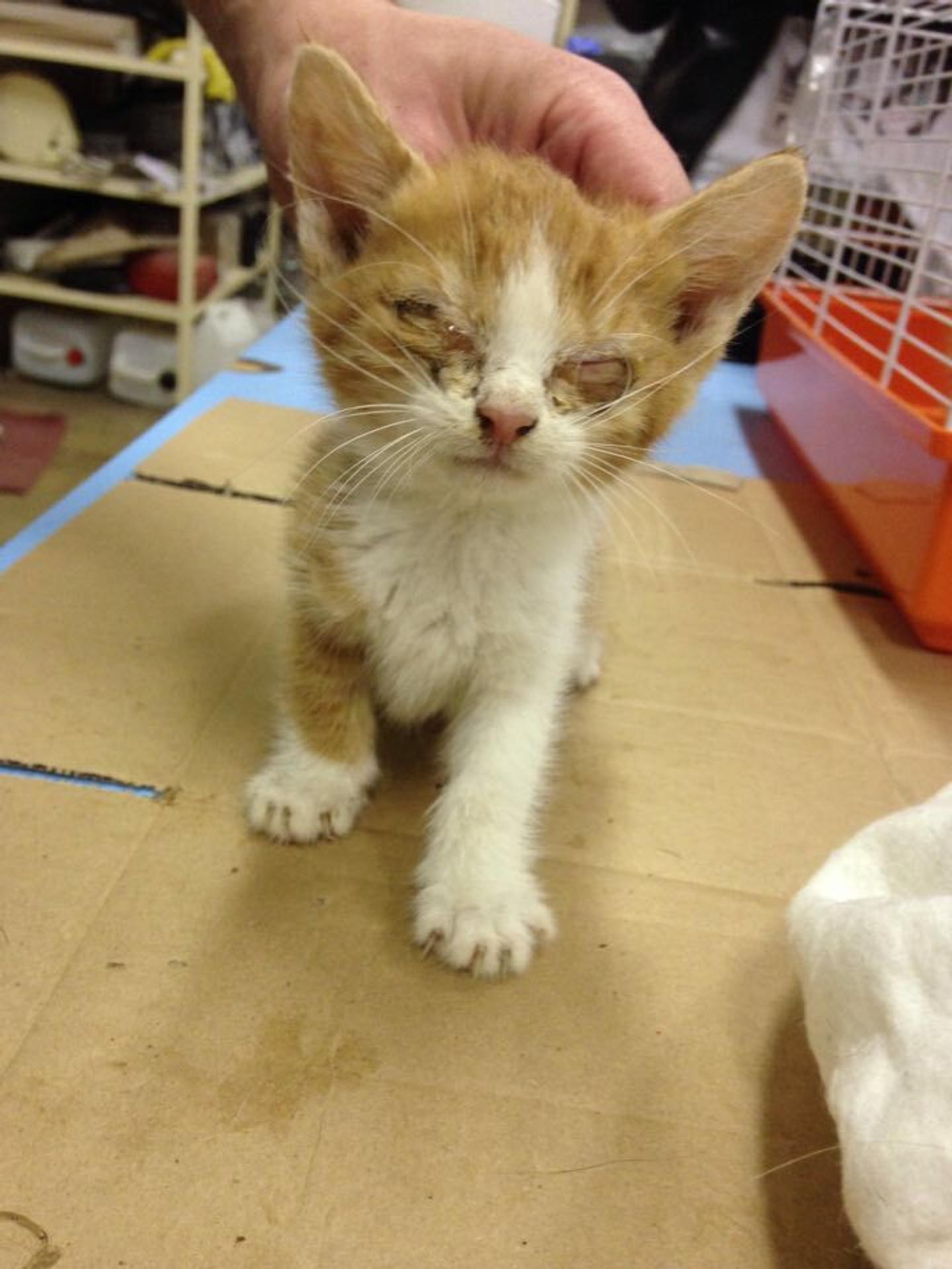 Zachránené mačky sú naozaj v zlom stave. 