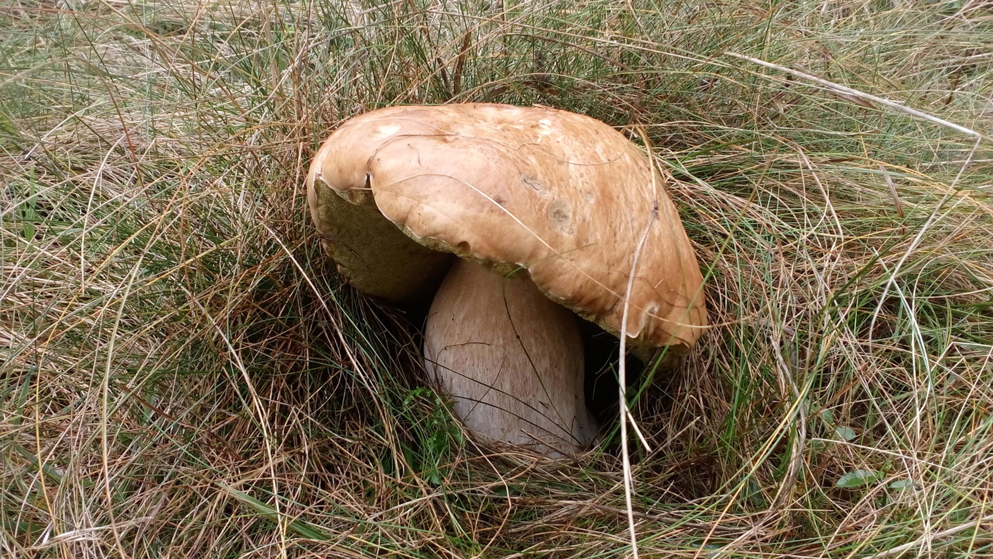 Megadubák na Liptove.