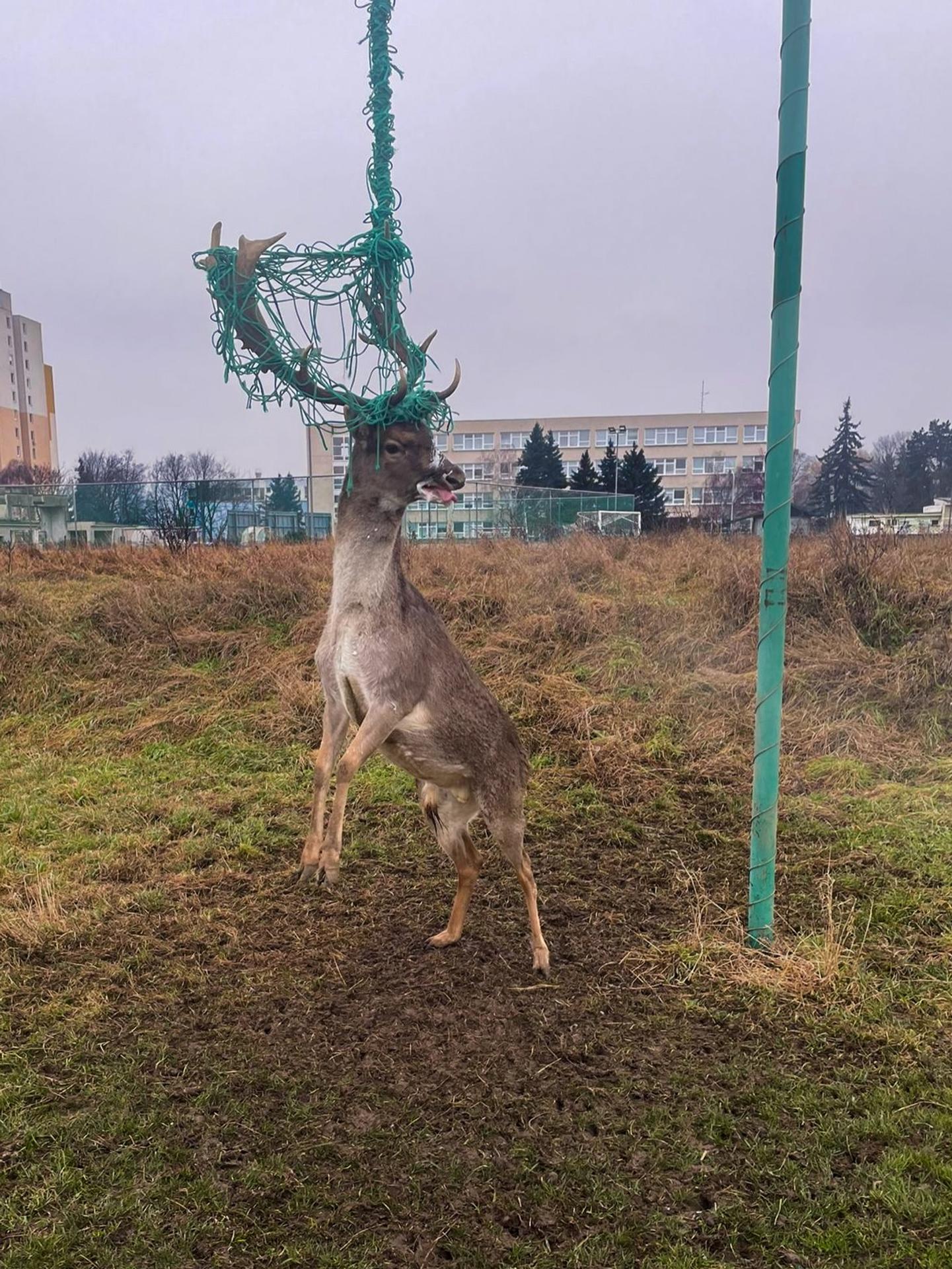 Hasiči zachraňovali zviera