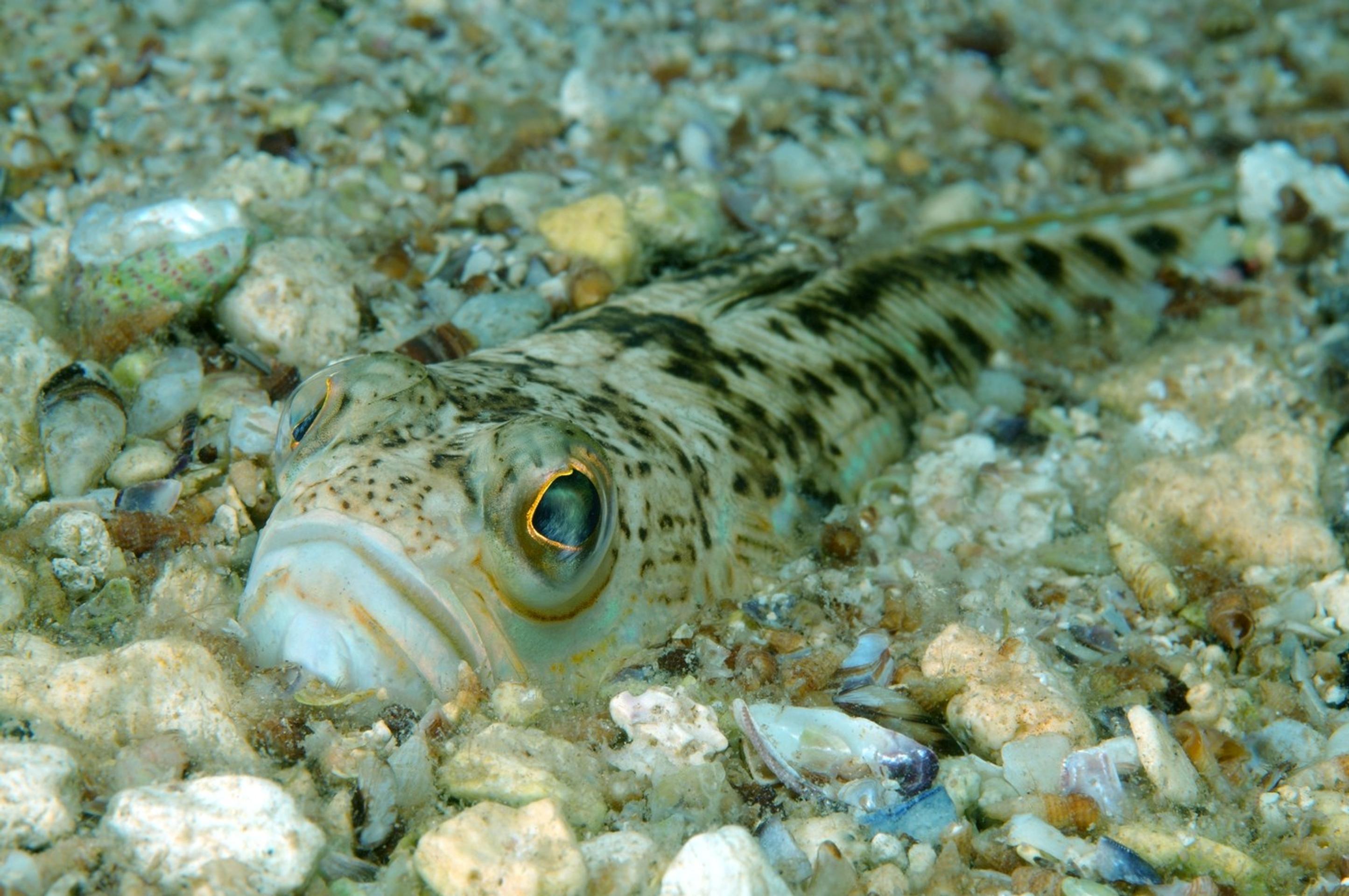 bodavec veľký (lat. Trachinus draco)