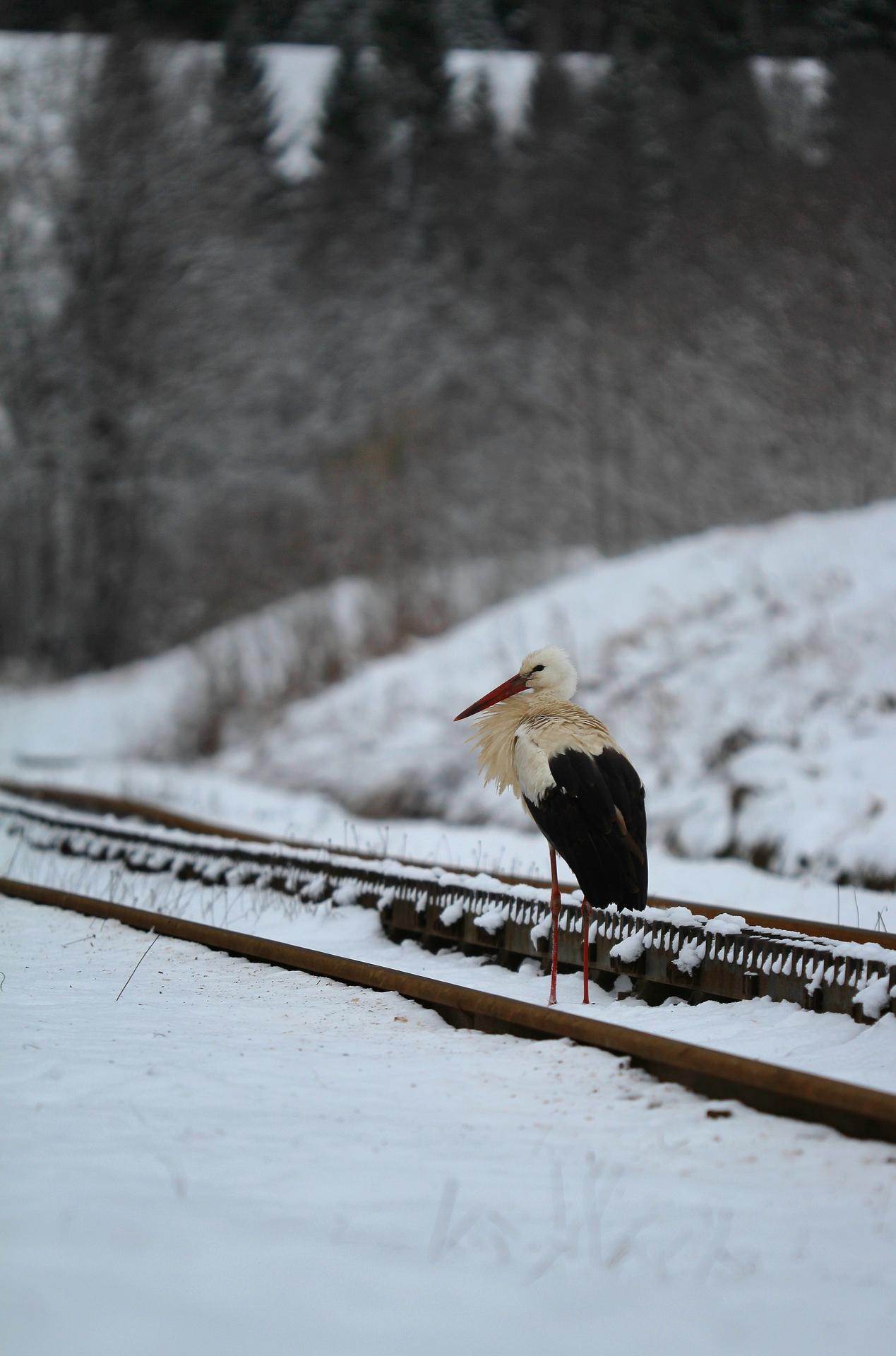 Bocian biely zachytený v sedle Zbojská 