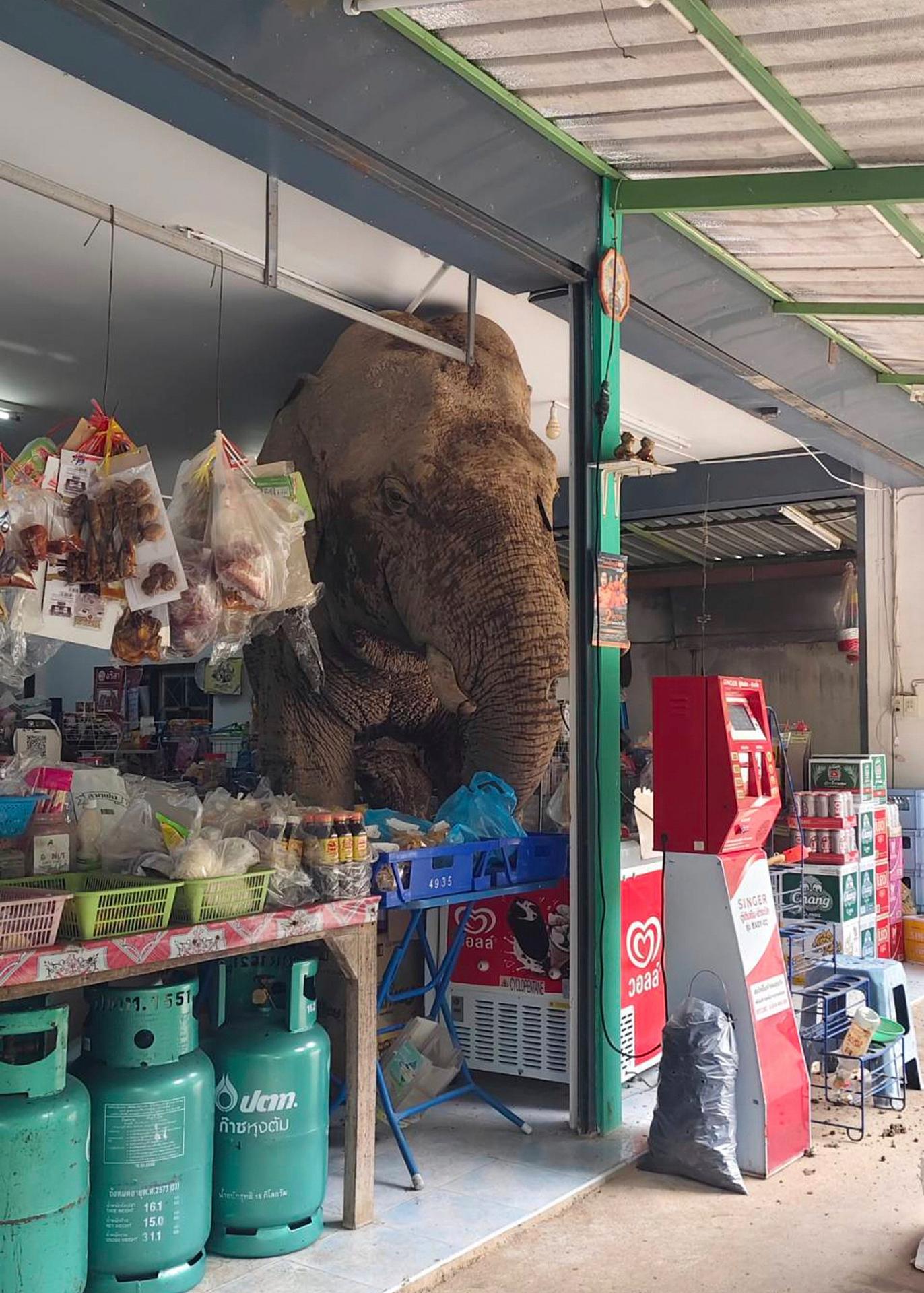 Slon vtrhol do potravín v Thajsku